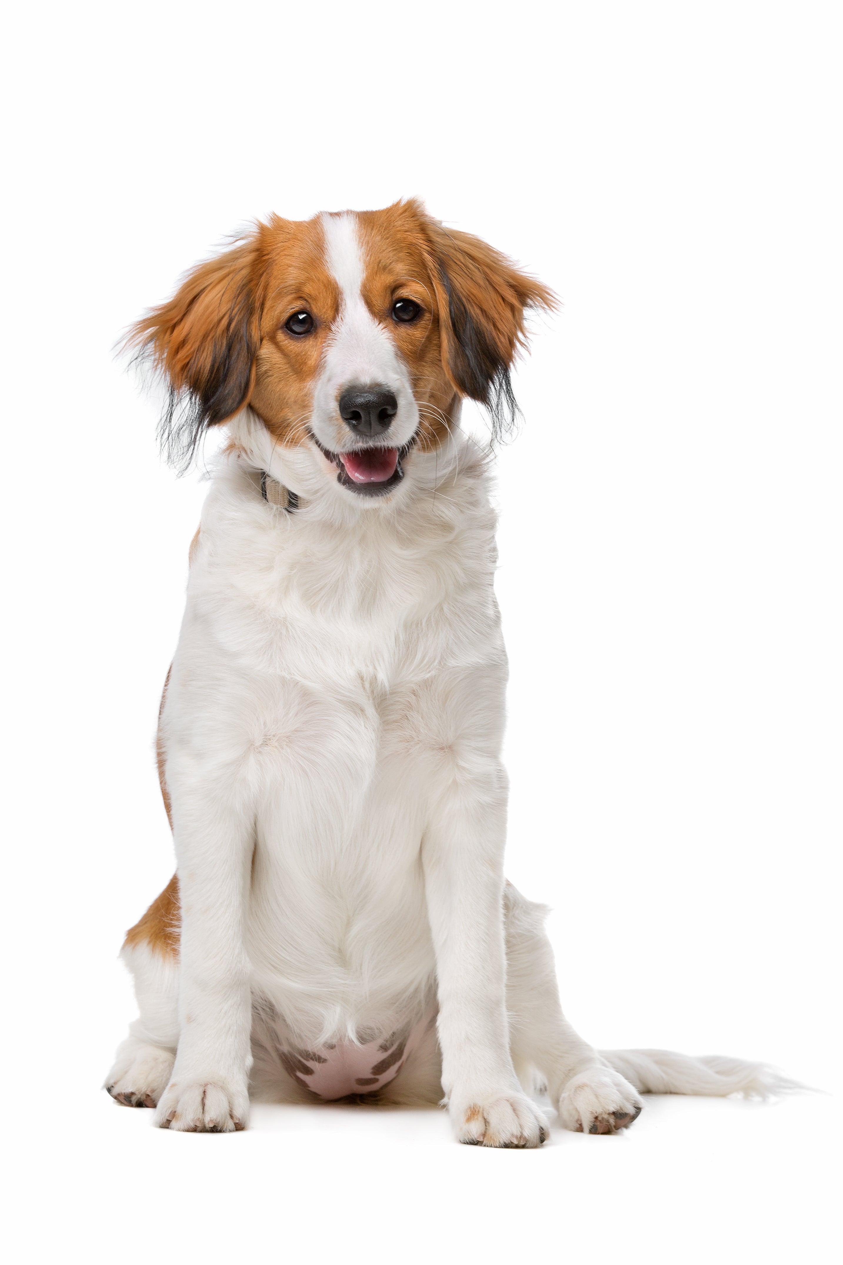 Kooikerhoundje dog breed sitting tall  with mouth slightly open against white background