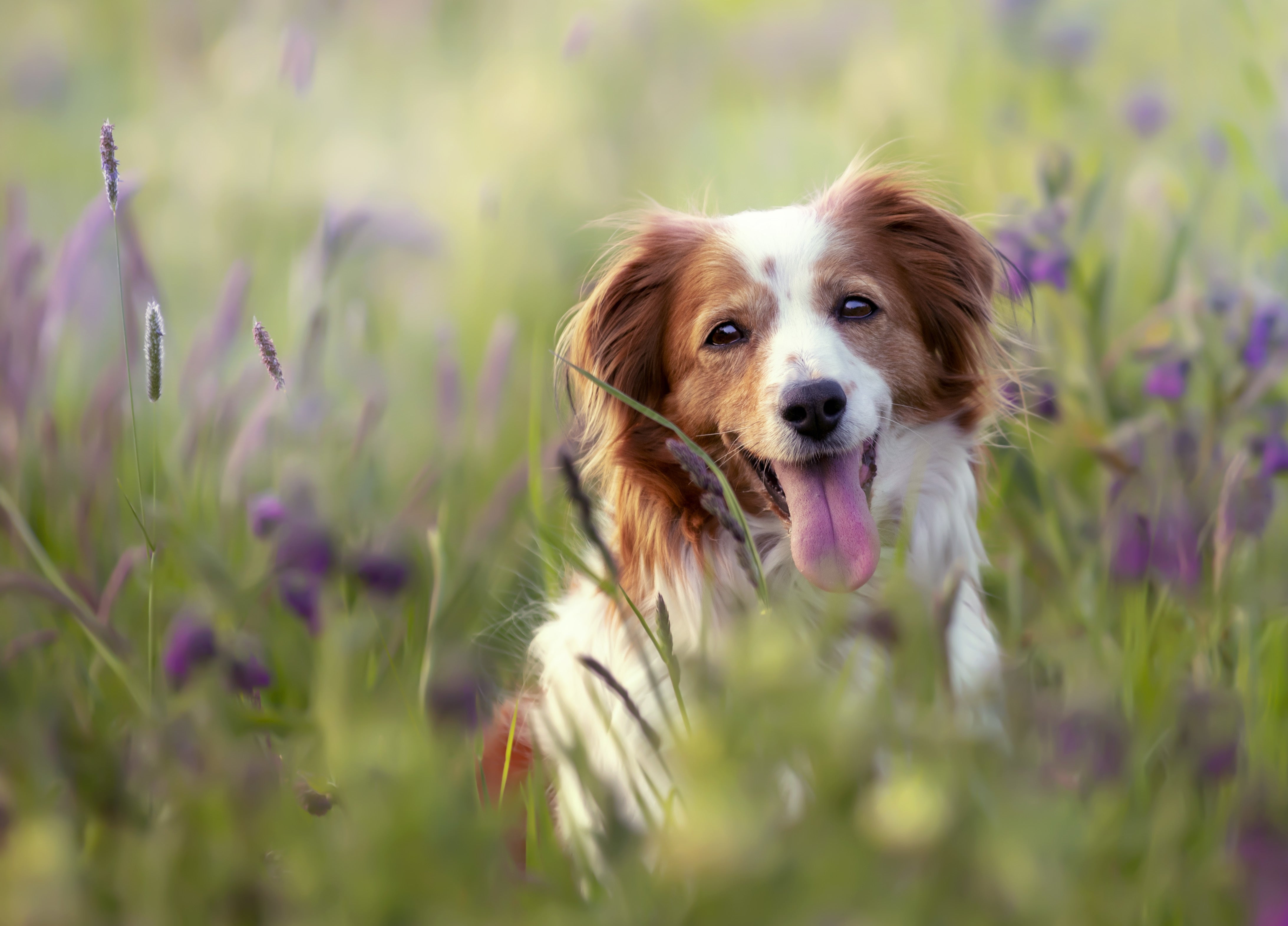 Kooikerhoundje dog breed sitting in a field of purple flowers with tongue hanging out