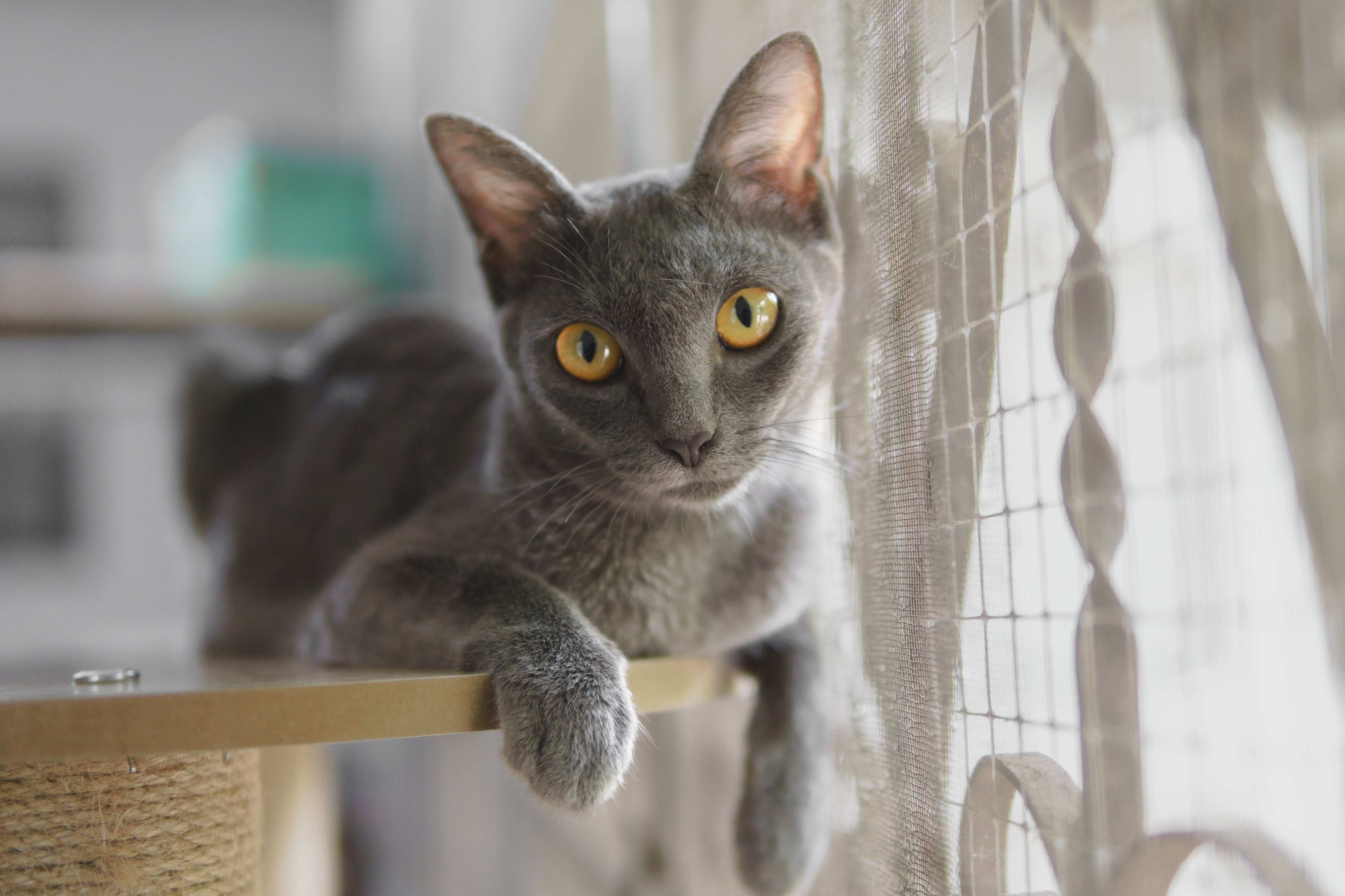 Korat cat breed laying on a table with paws over the edge near a window