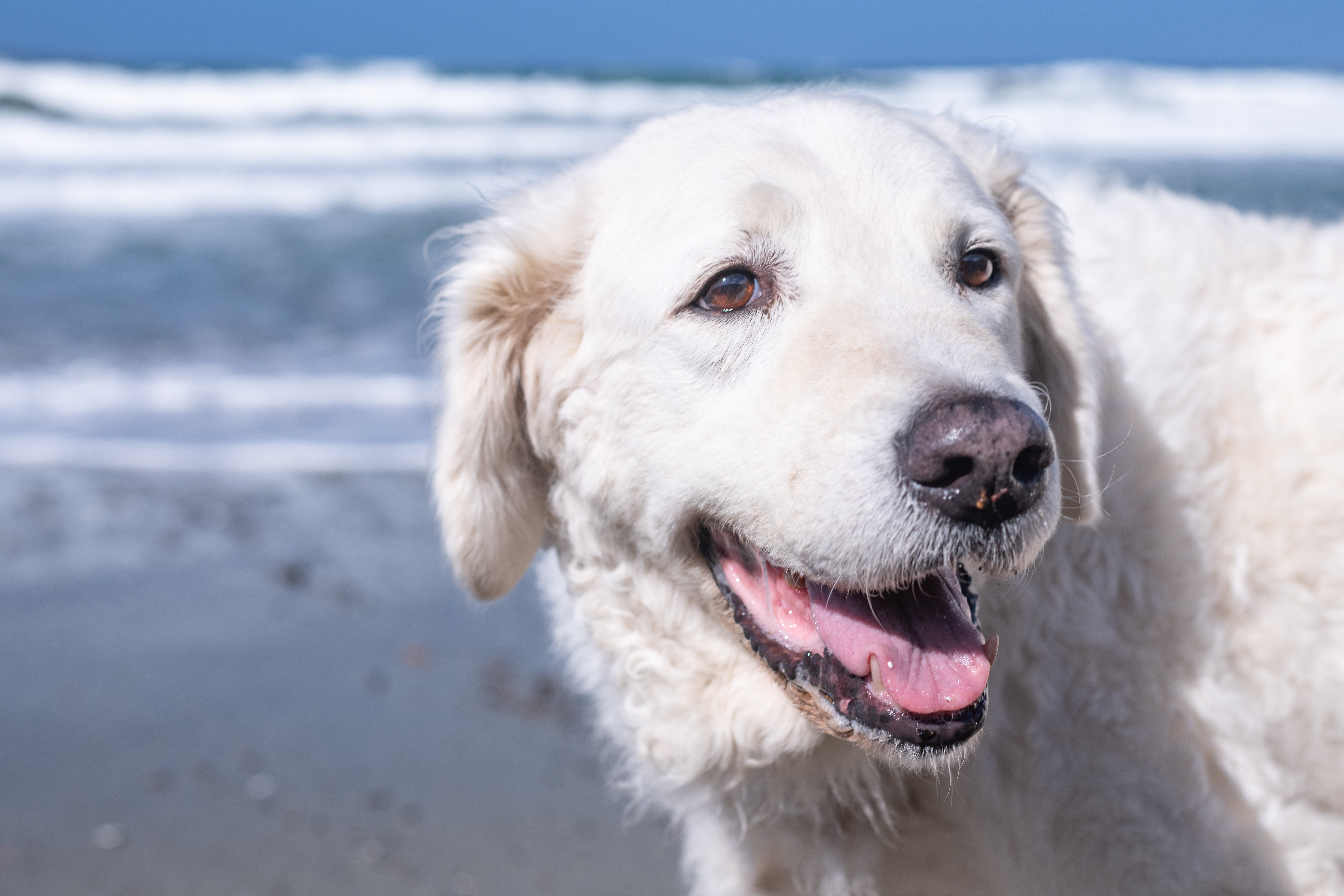 White Kuvasz dog breed headshot at the beach with ocean behind