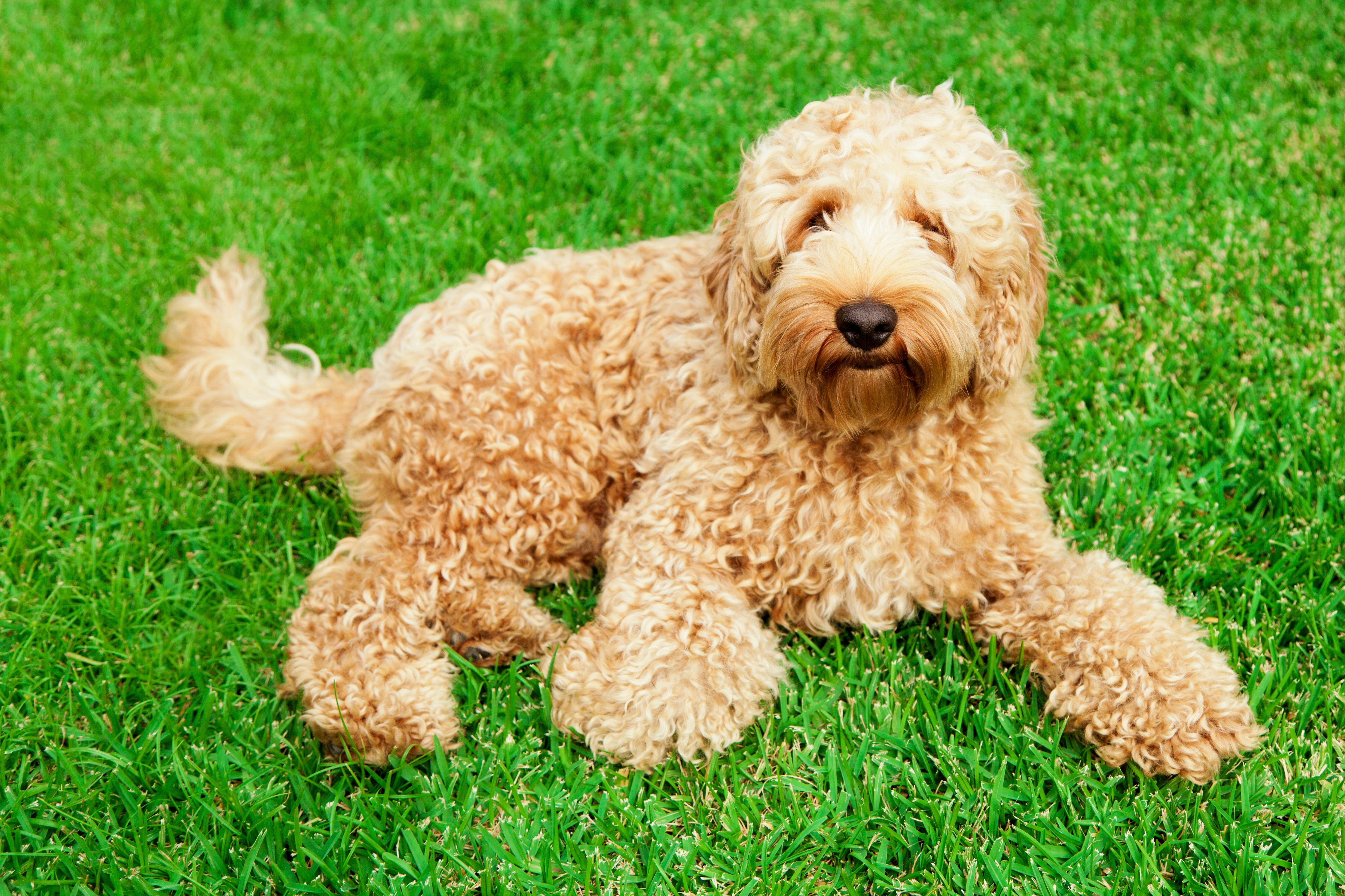 Labradoodle dog breed laying down in the green grass