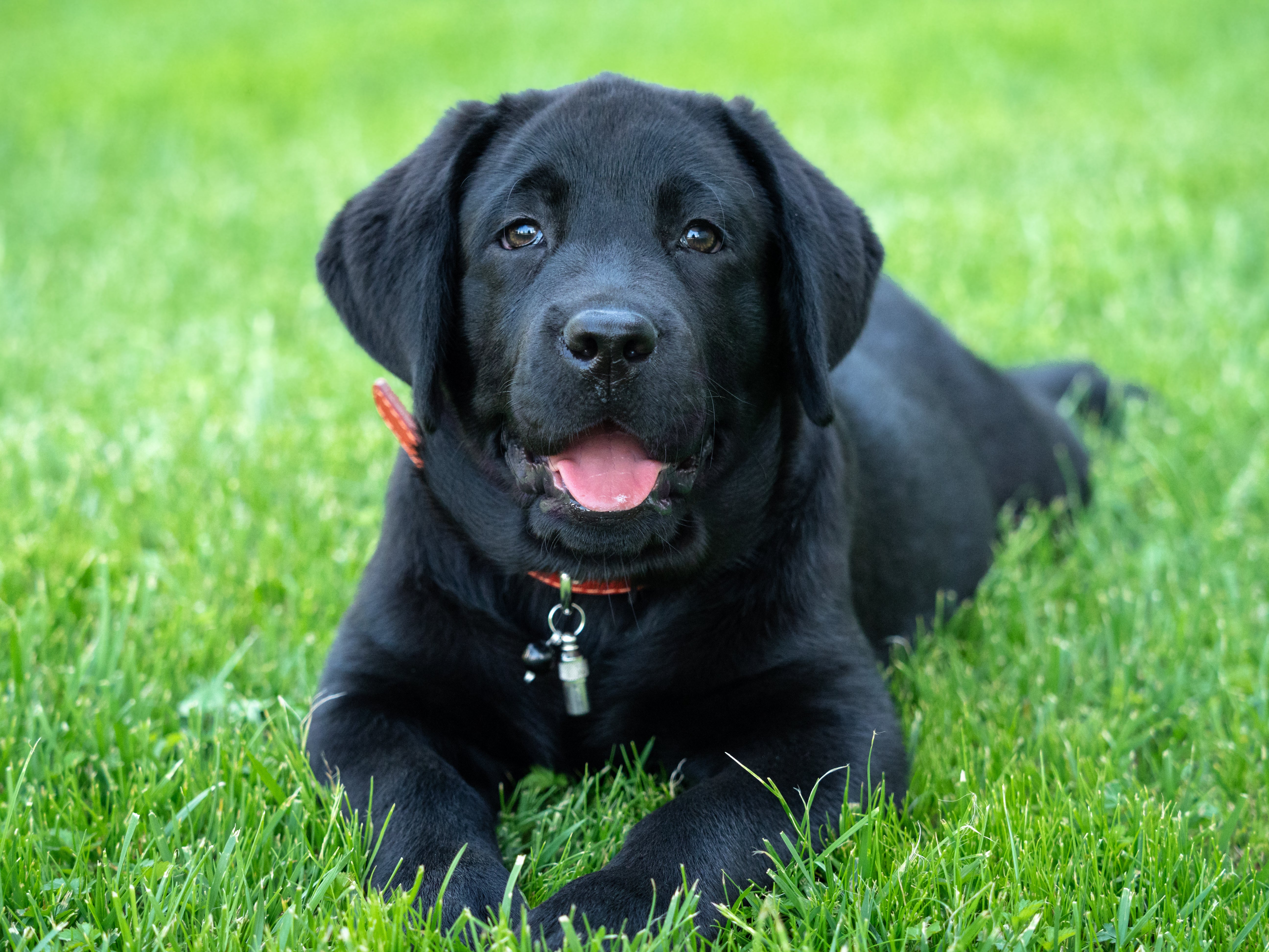 Black Labrador Retriever dog breed laying in the green grass