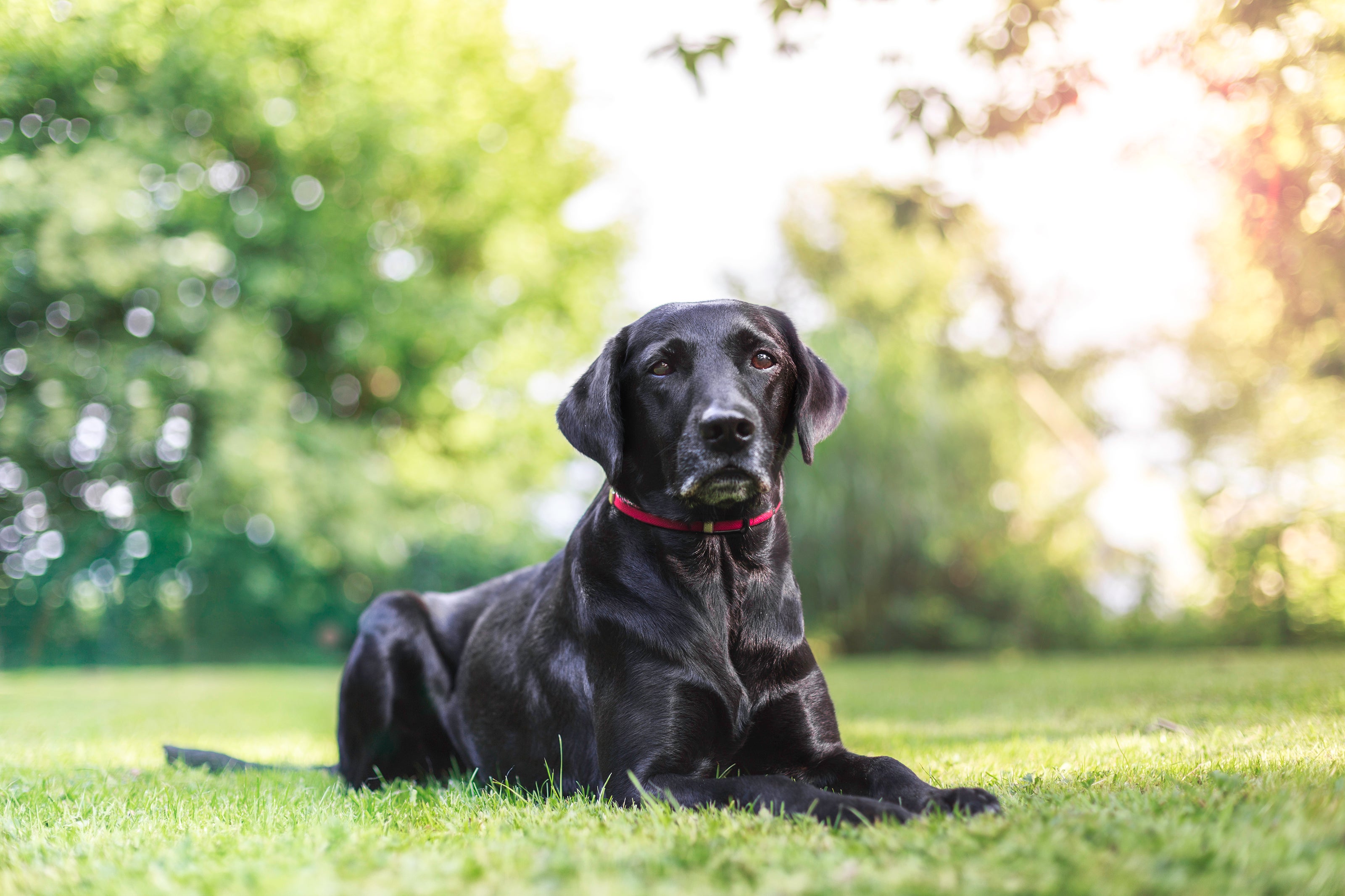 Black labrador retriever laying in grassy field