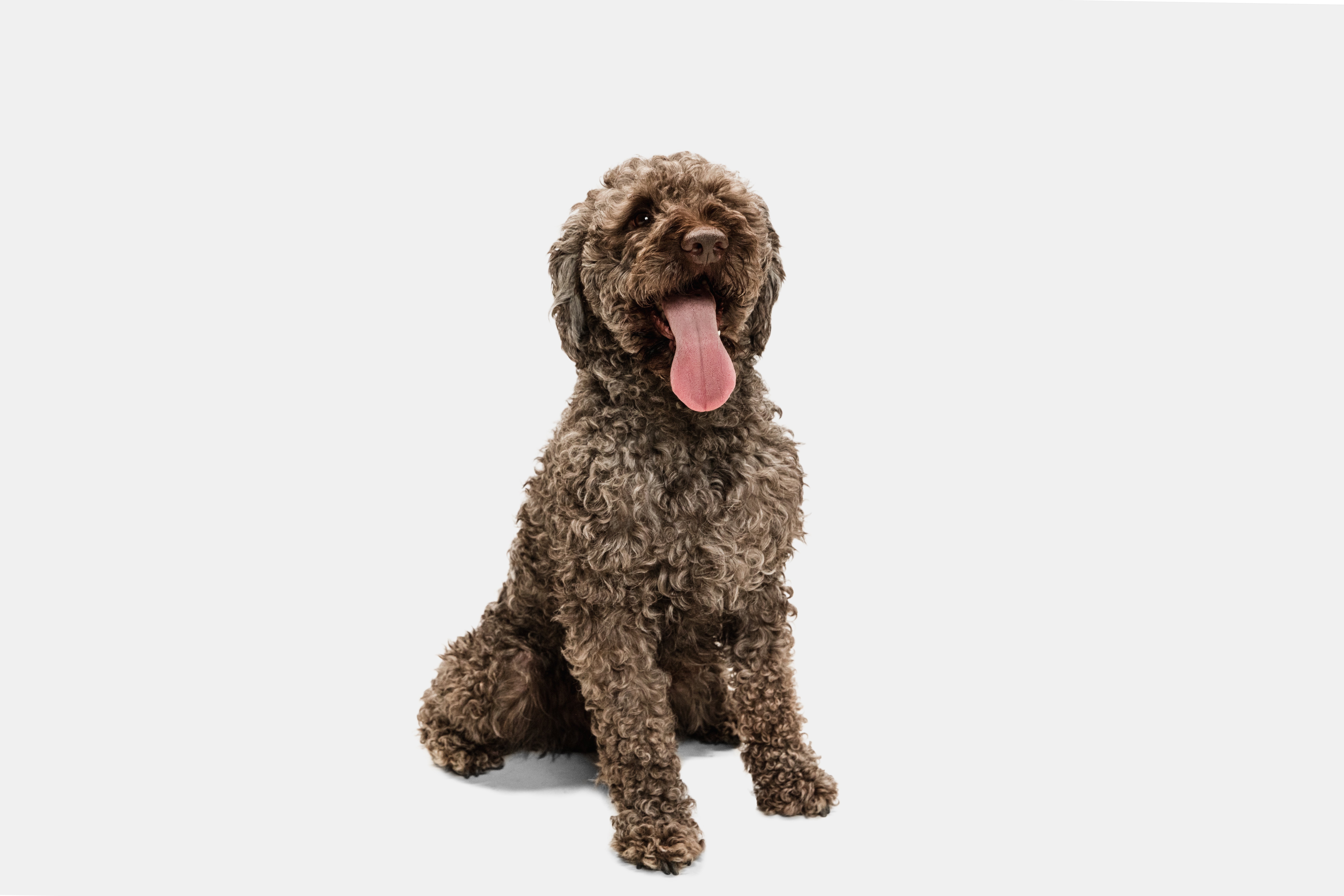 Lagotto Romagnolo dog breed sitting with tongue hanging down against a white background