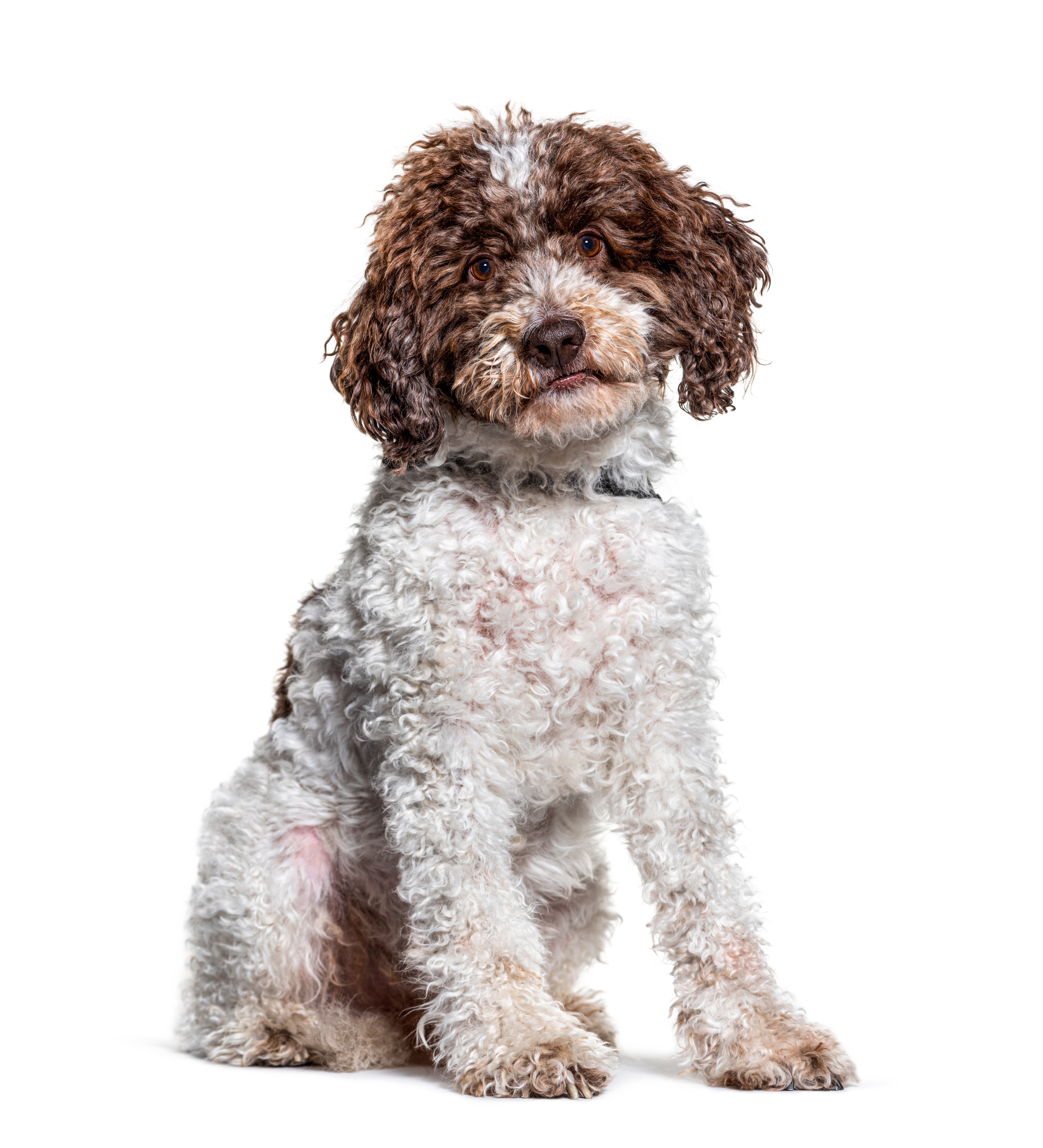 Lagotto Romagnolo dog breed sitting against a white background