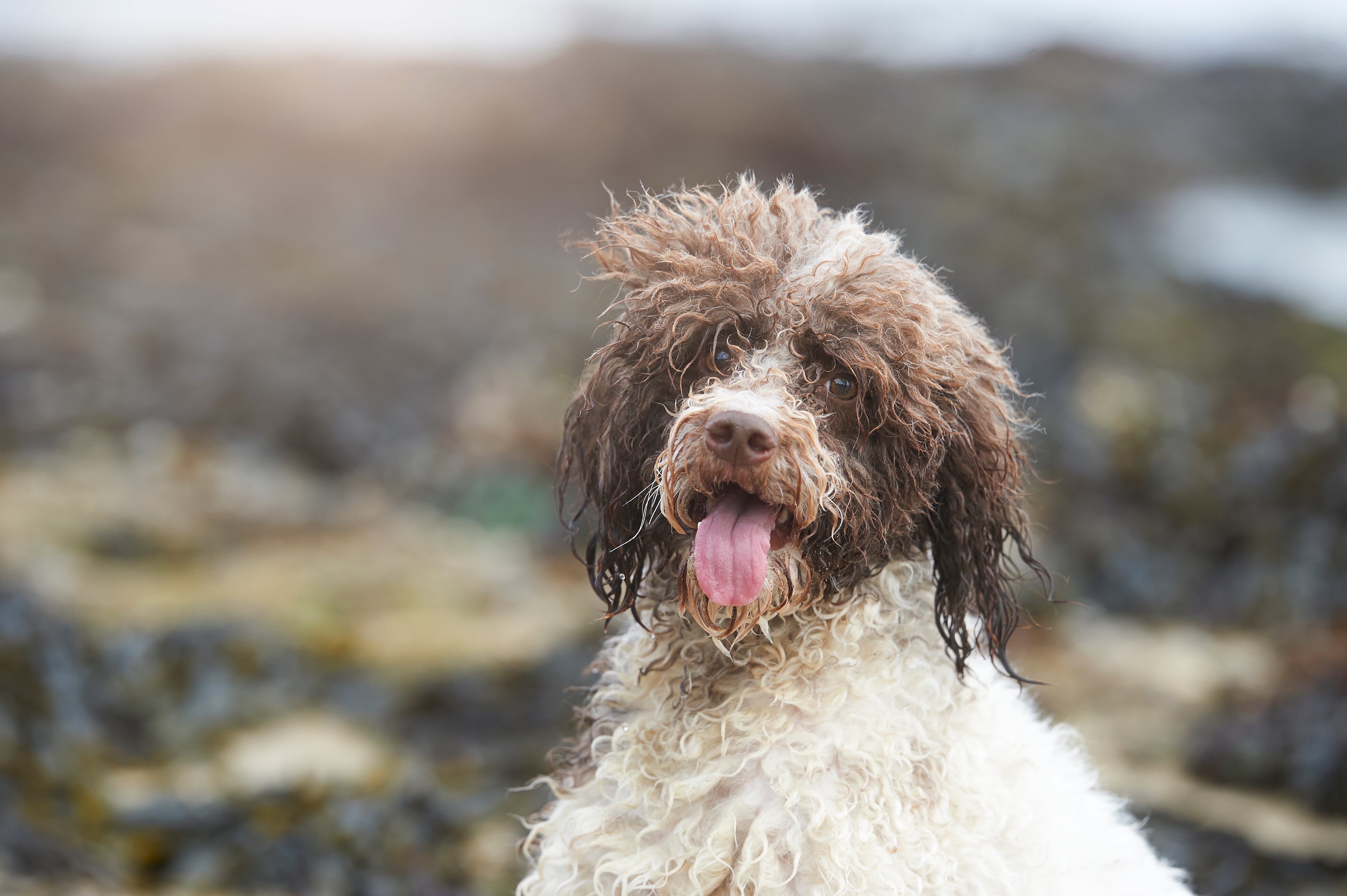 Brown and white Lagotto Romagnolo dog breed sitting in the grass with trees in the background