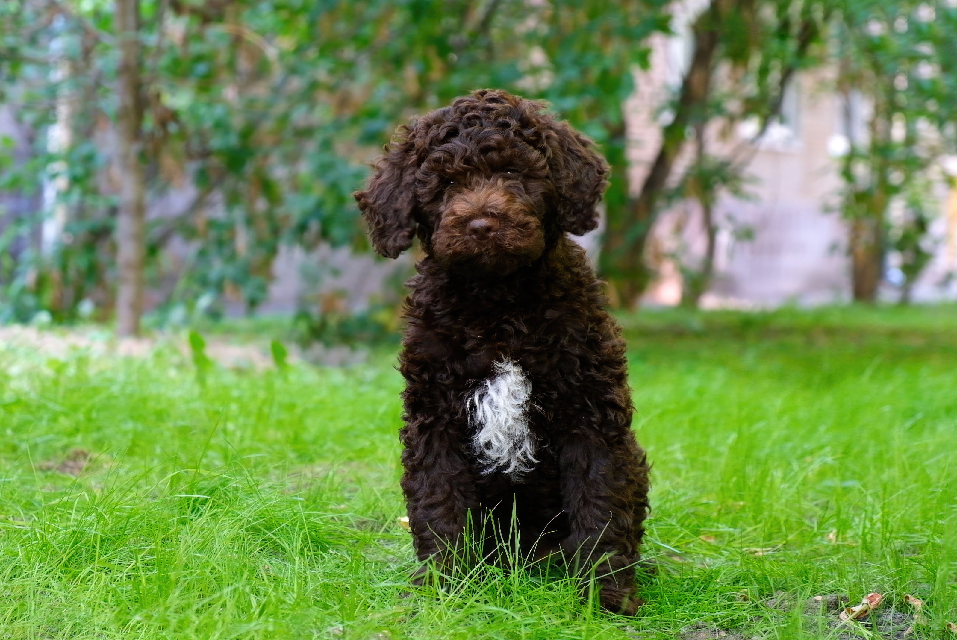 Close up of a Lagotto Romagnolo dog breed with the coast far in the background