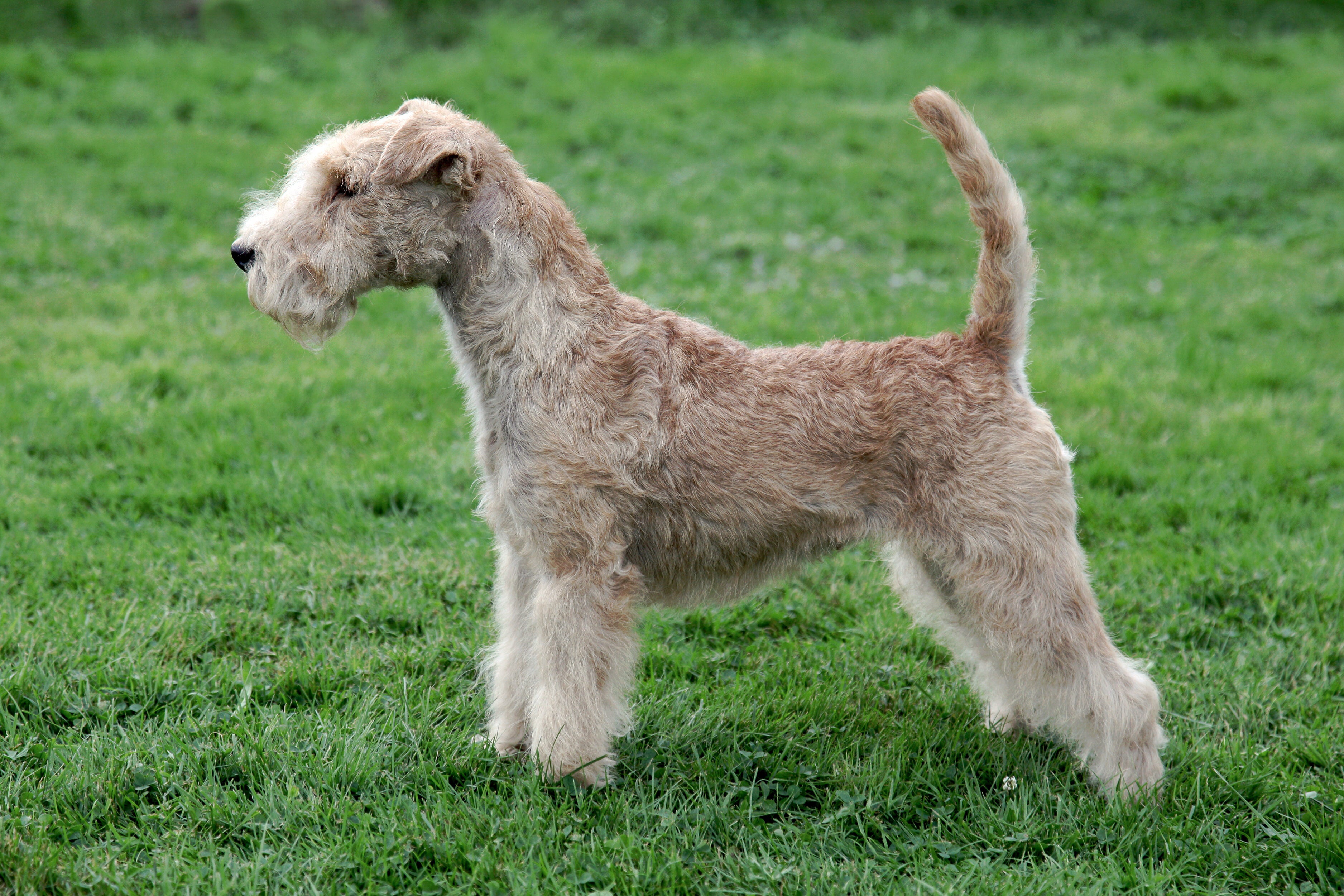 Side view of a Lakeland terrier on a green grass