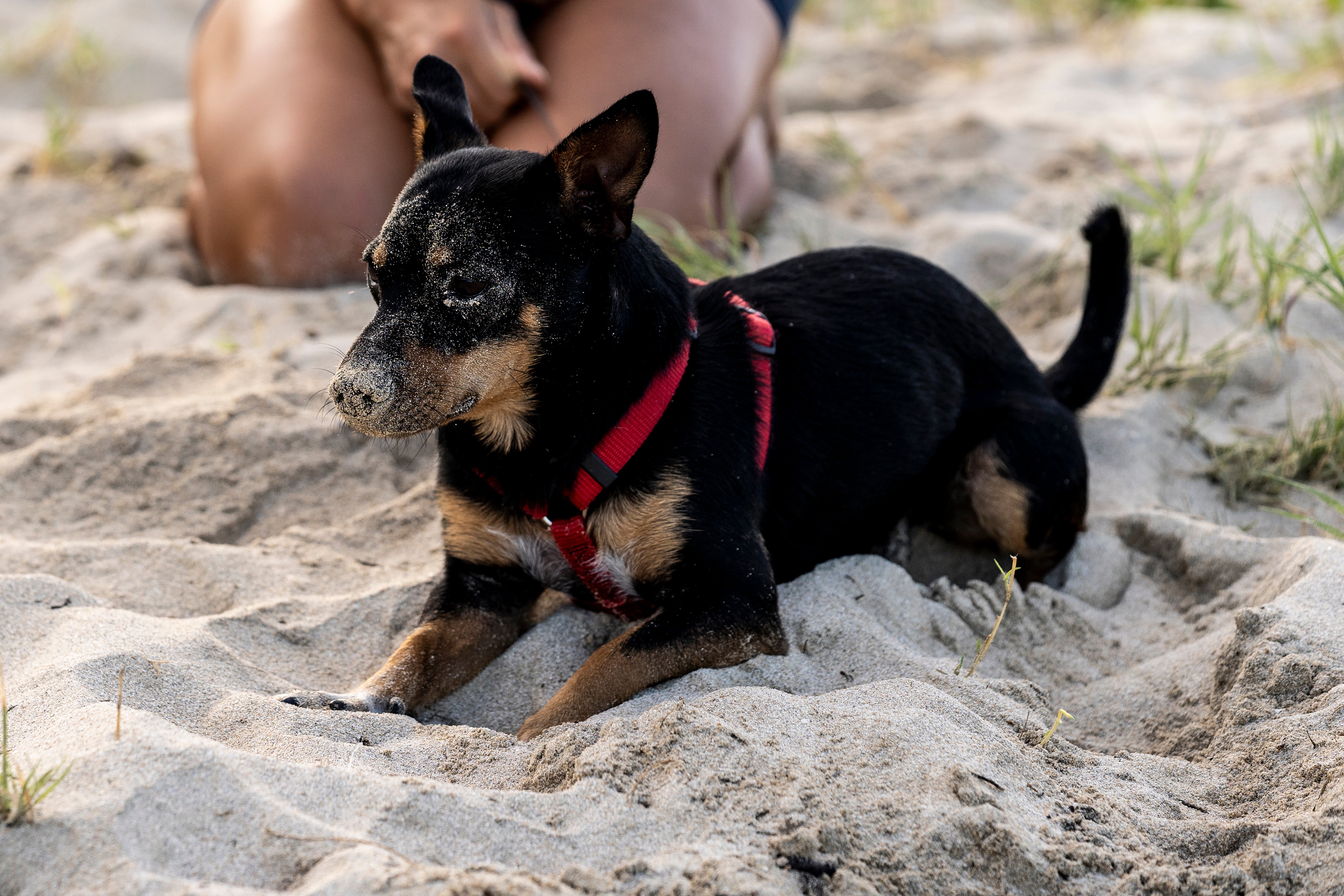 Lancashire Heeler dog sitting in the sand