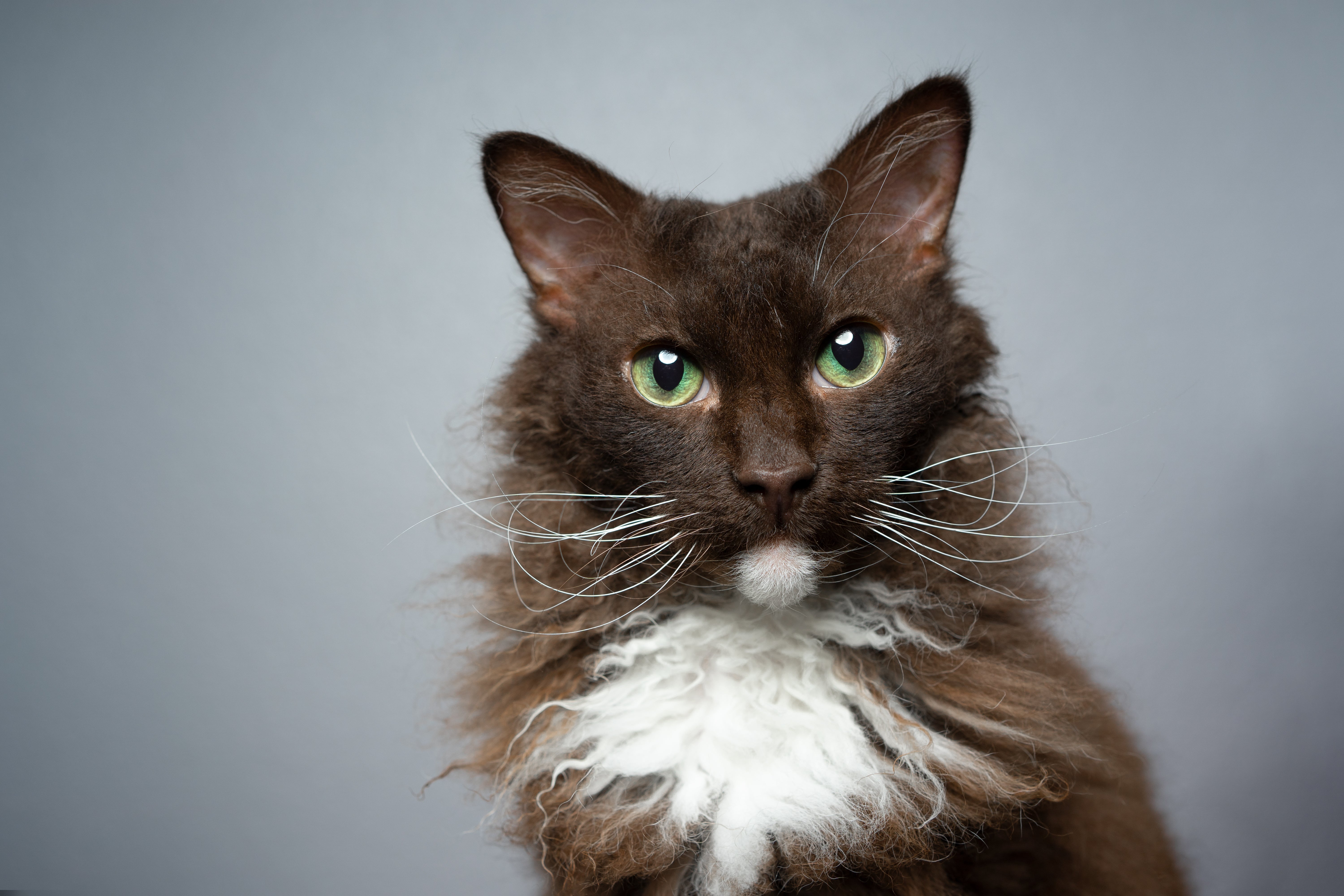 Chocolate and white Laperm cat breed headshot with gray background