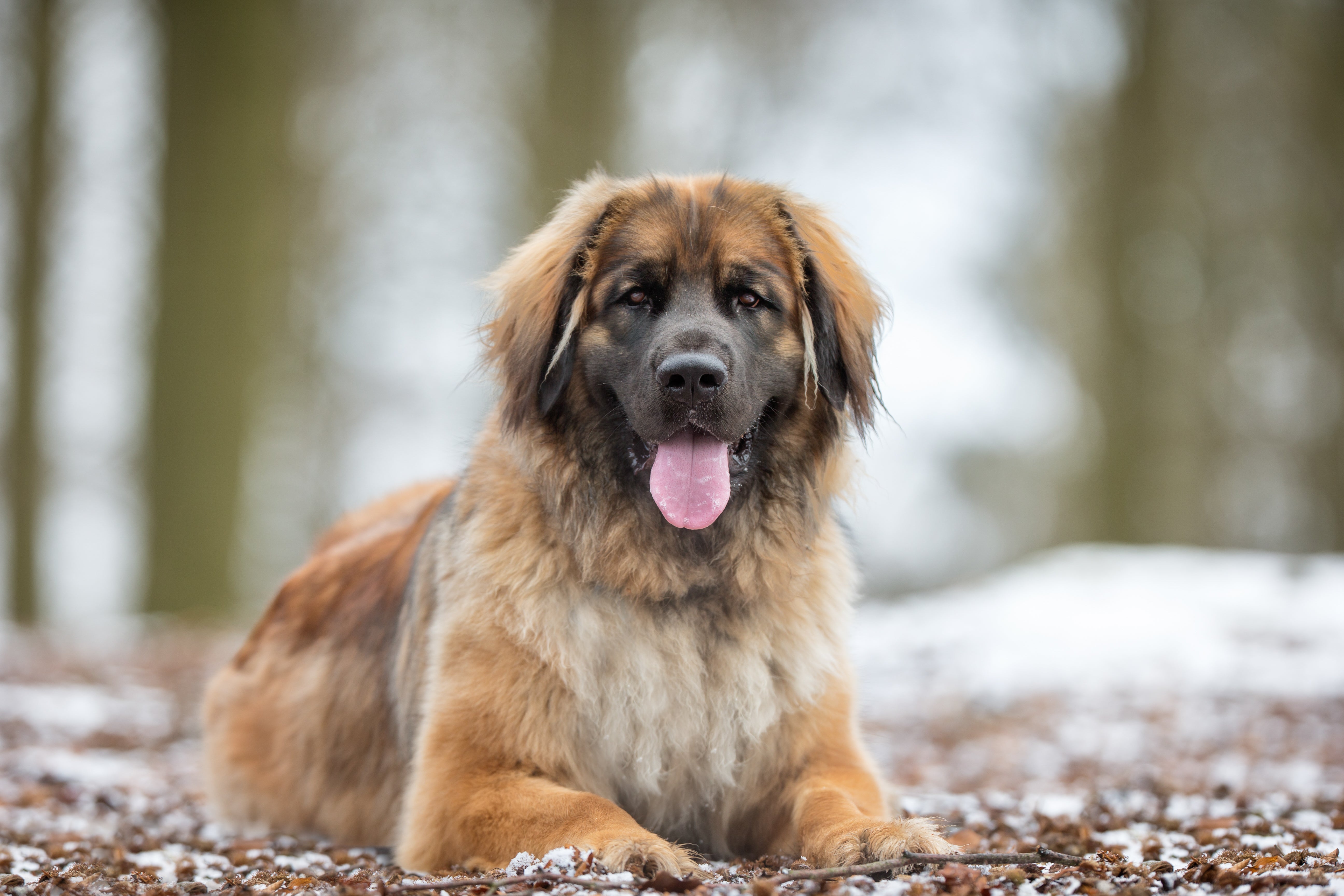 Leonberger dog breed laying on the ground in a snow covered forest