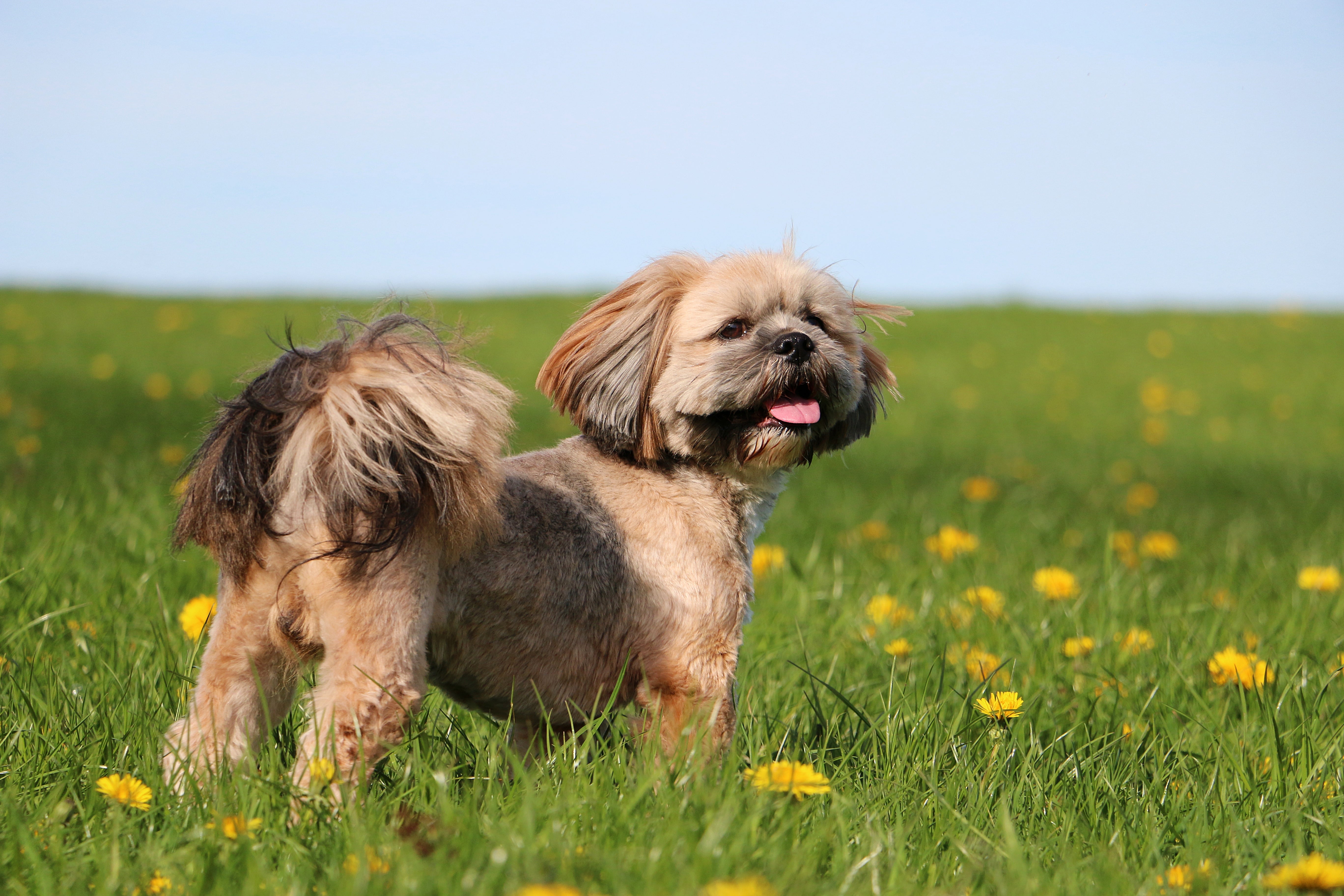 Lhasa Apso dog breed standing in a field of flowers with tongue out