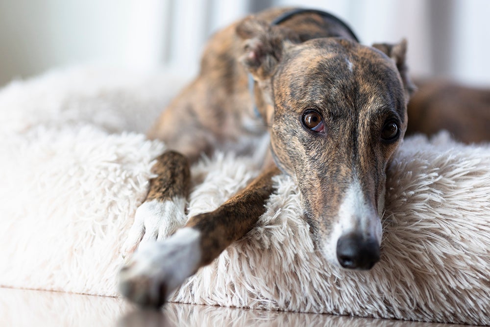 multi-color greyhound laying in dog bed