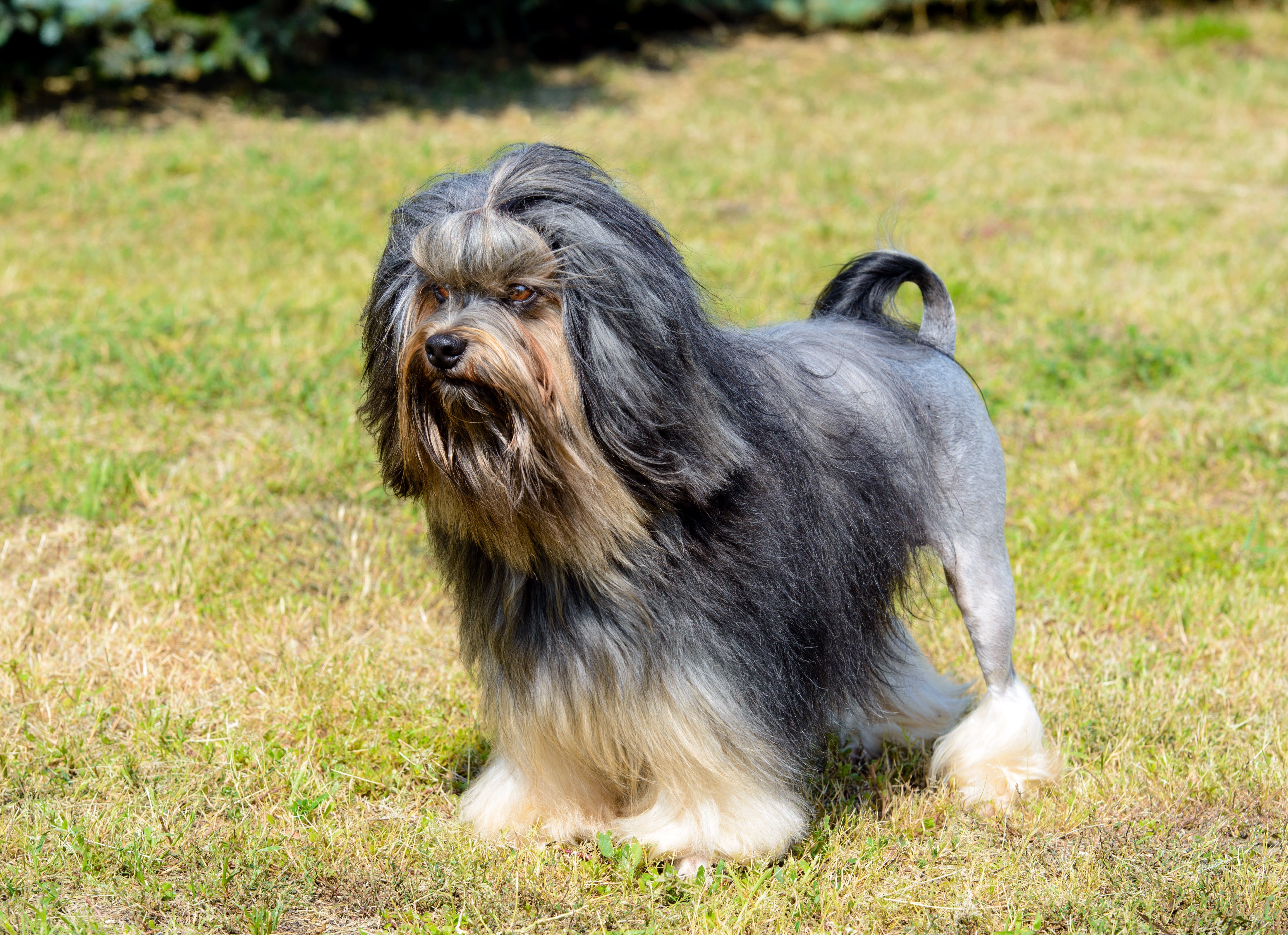 Lowchen dog breed standing angled slightly to the left in the grass