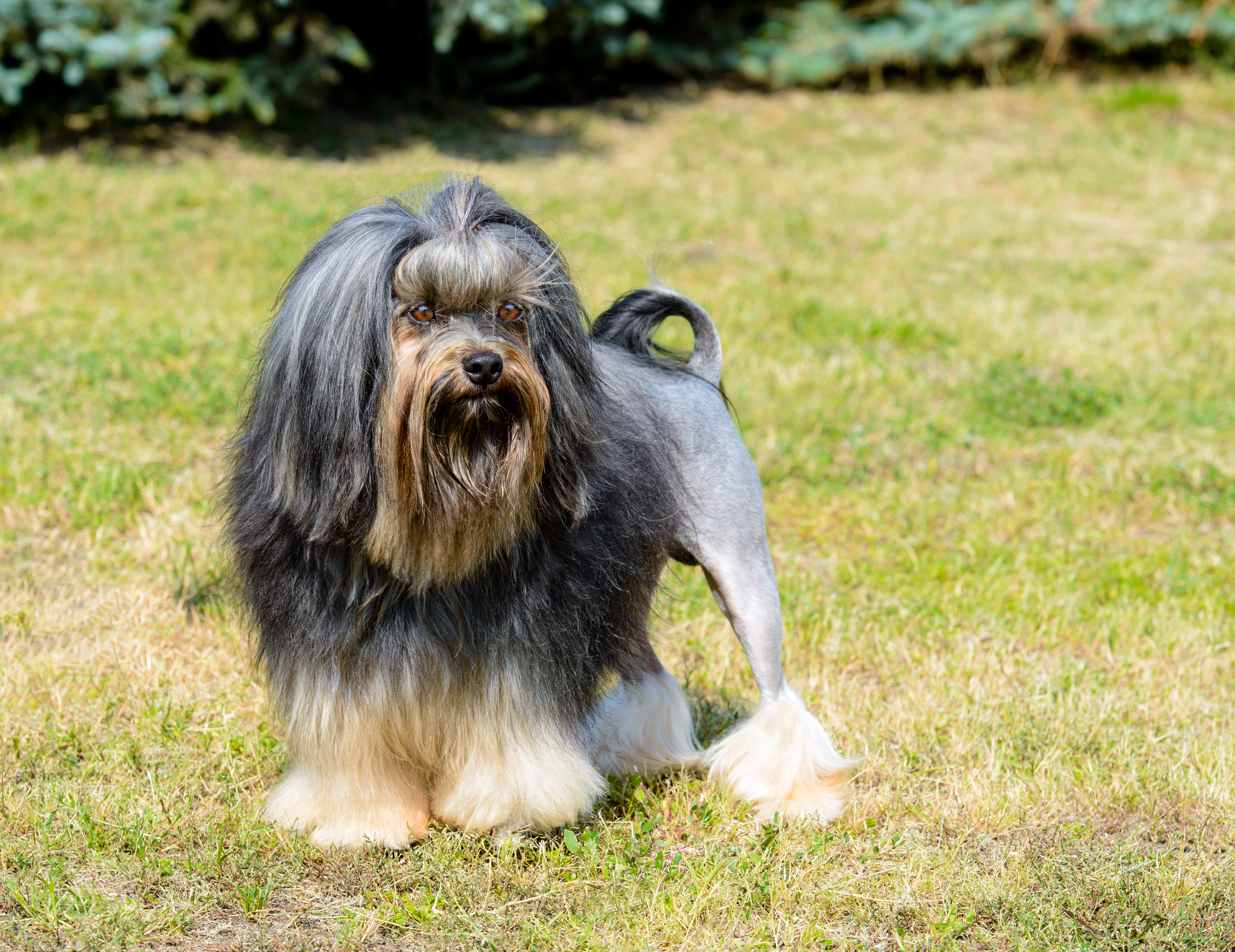 Standing Lowchen dog breed on the grass looking right