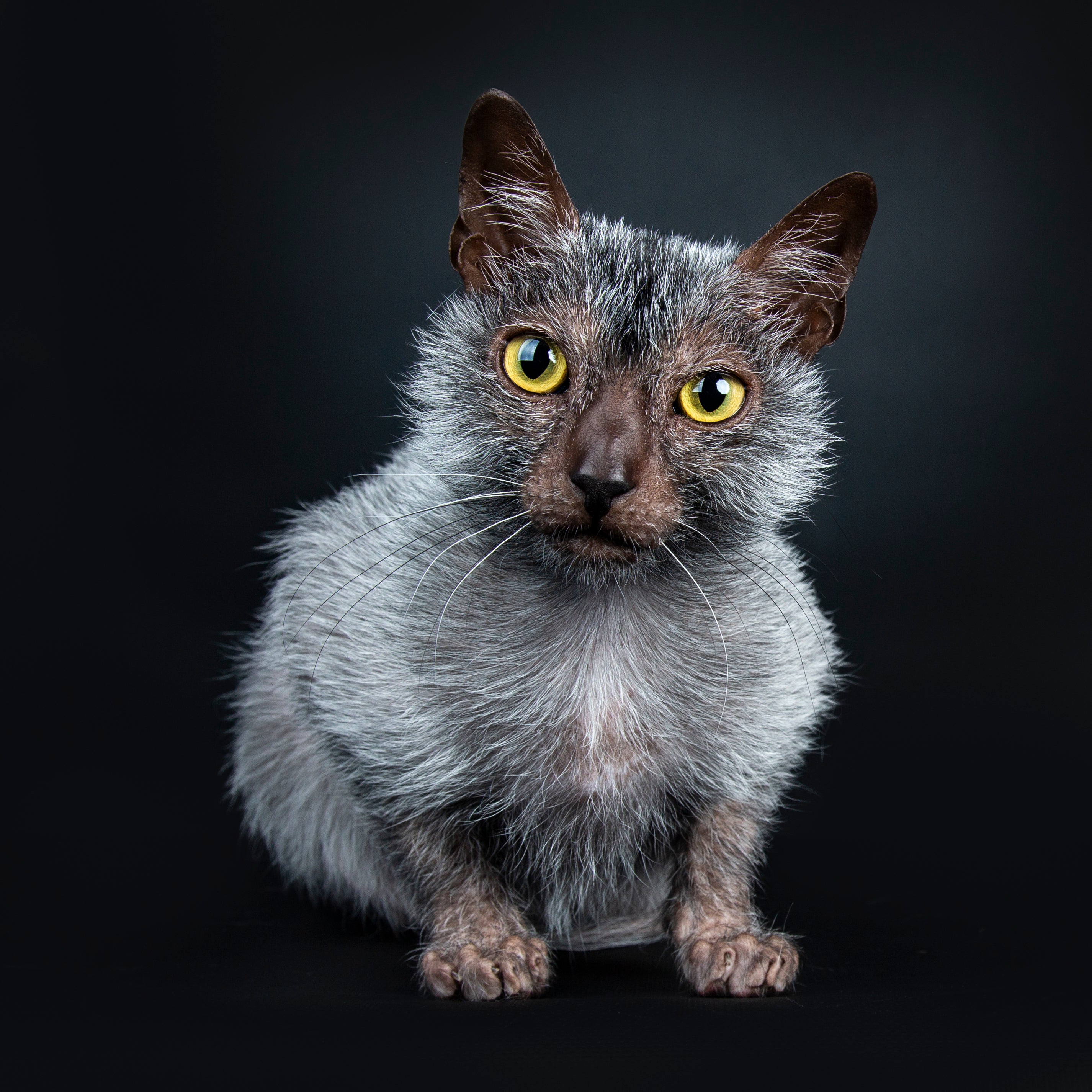 Lykoi cat breed sitting looking at the camera against a dark background