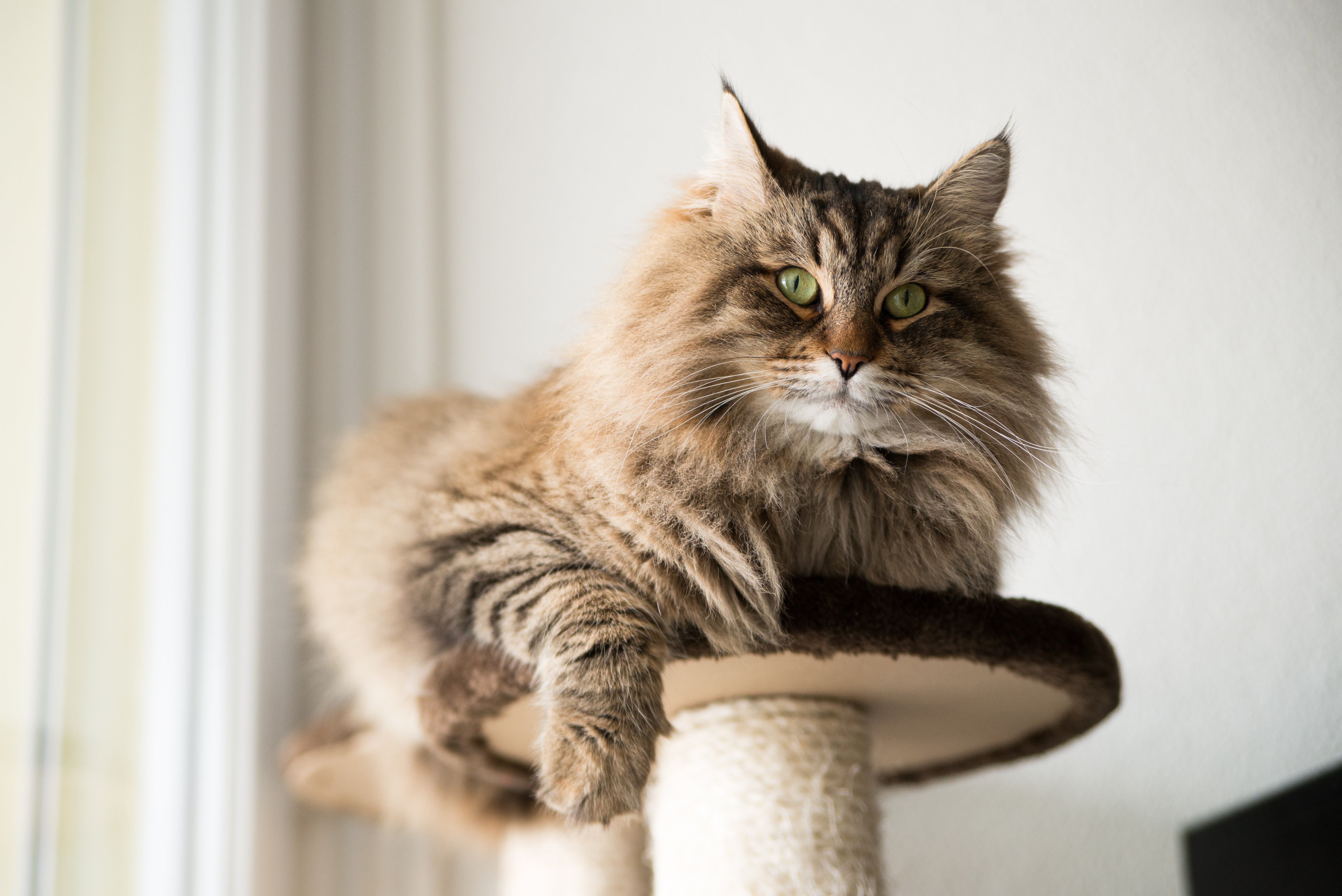 Maine Coon cat lying on a pedestal looking at the camera.