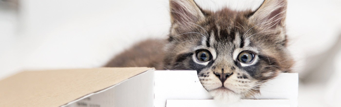 Maine Coon Kitten