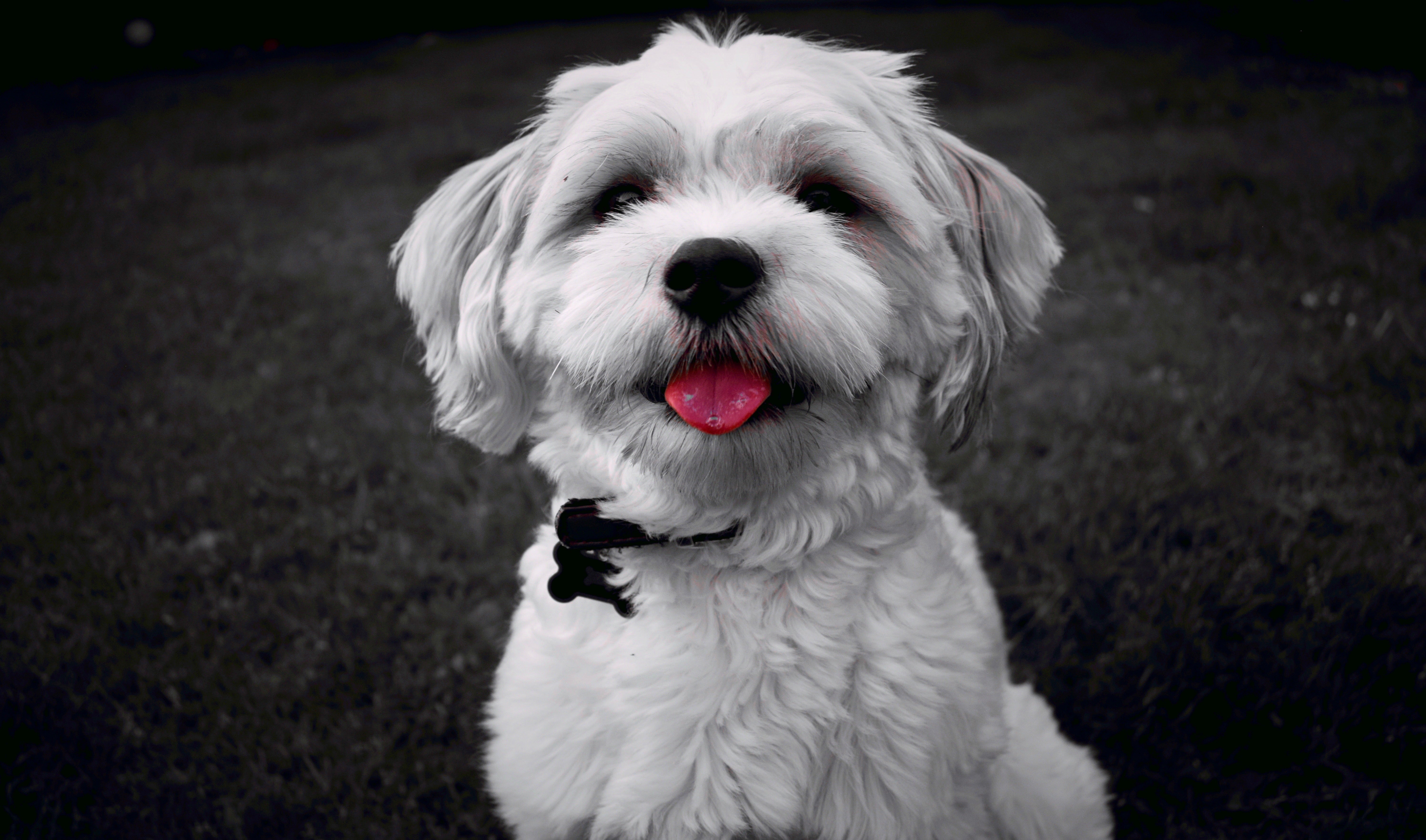 Alert Malshi dog breed sitting outside with bright red tongue sticking out