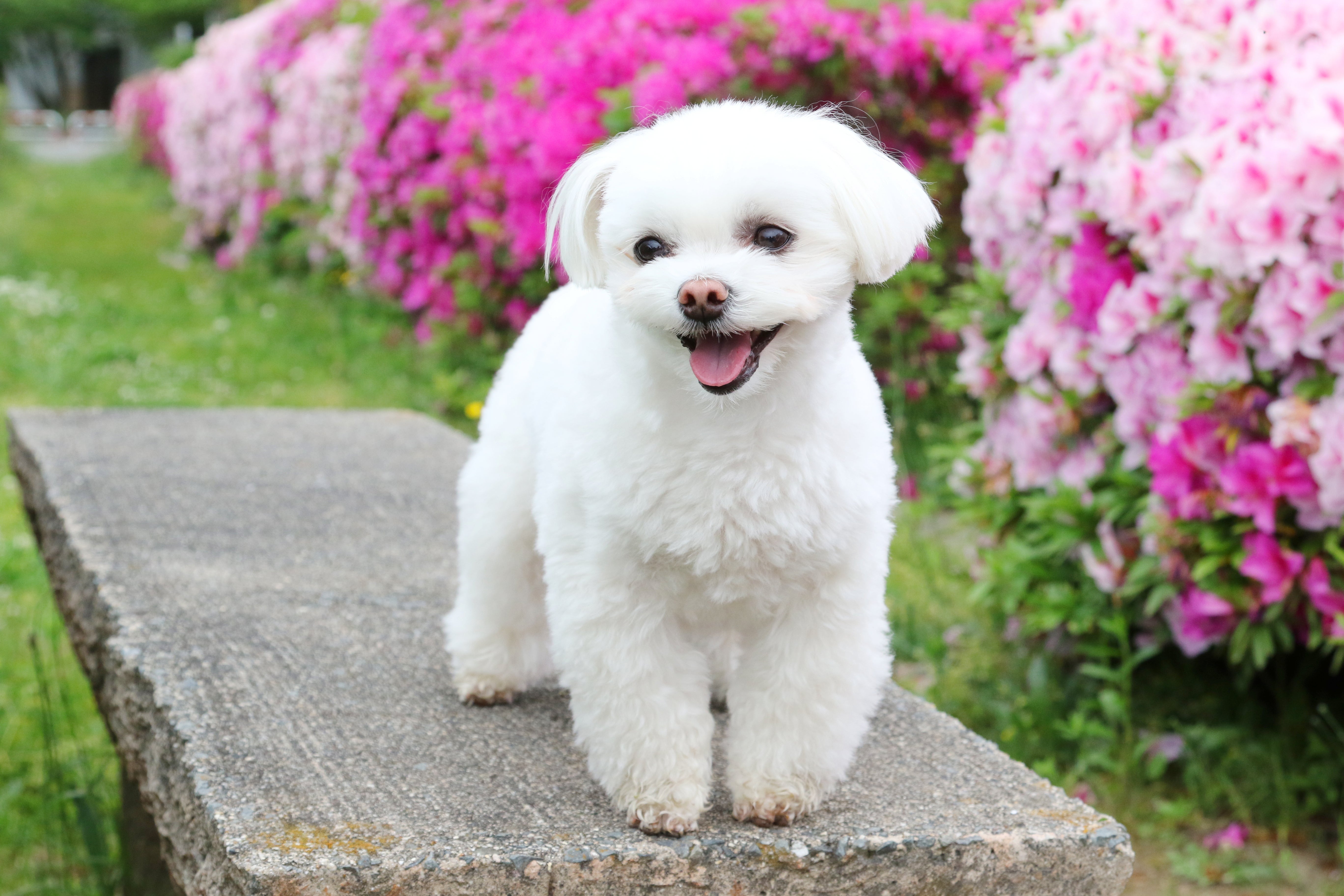 Maltese dog breed standing on a stone bench with pink flower bushes in background