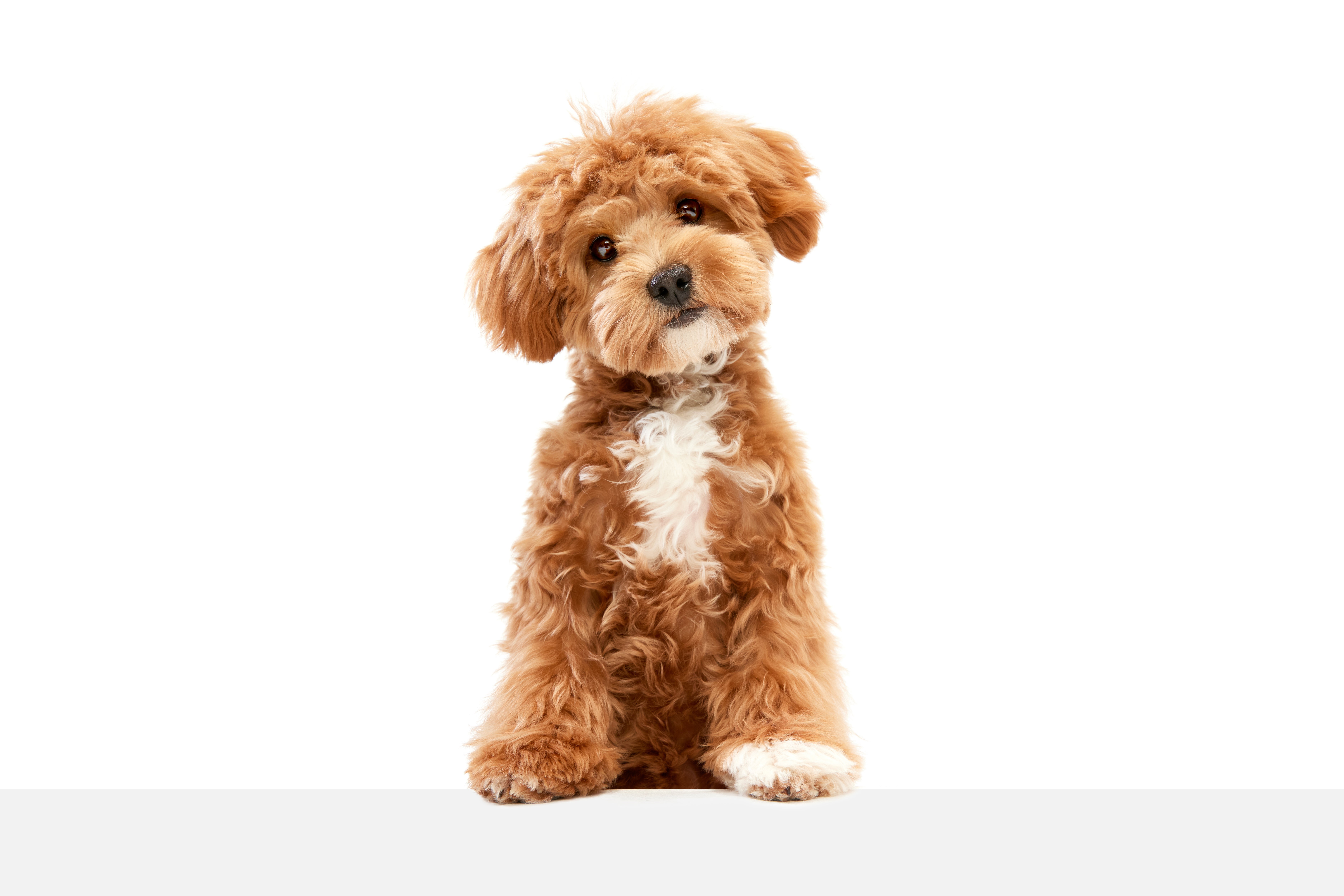 miniature maltese poodle puppies for sale