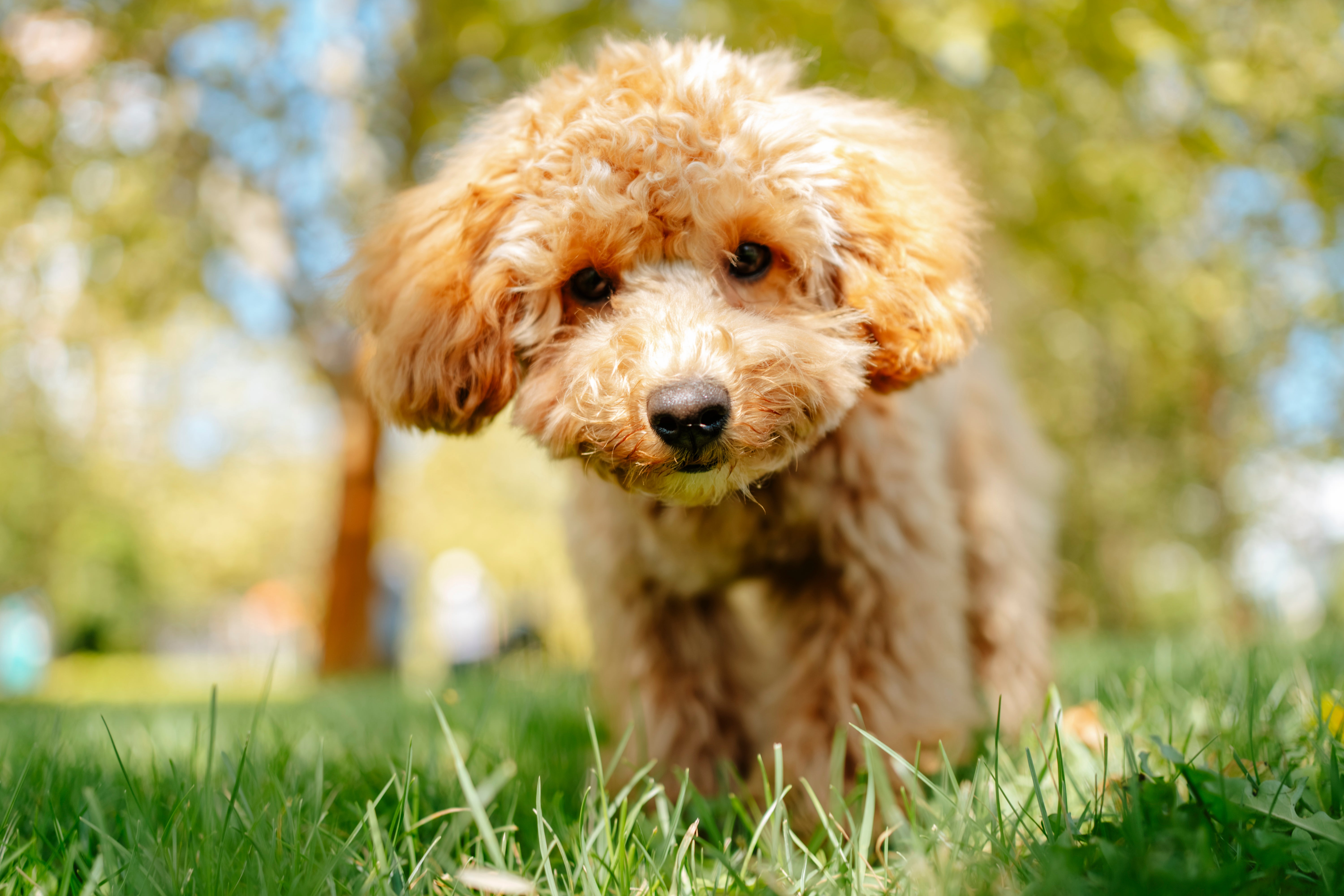 Maltipoo dog breed in a park coming toward the camera looking curious