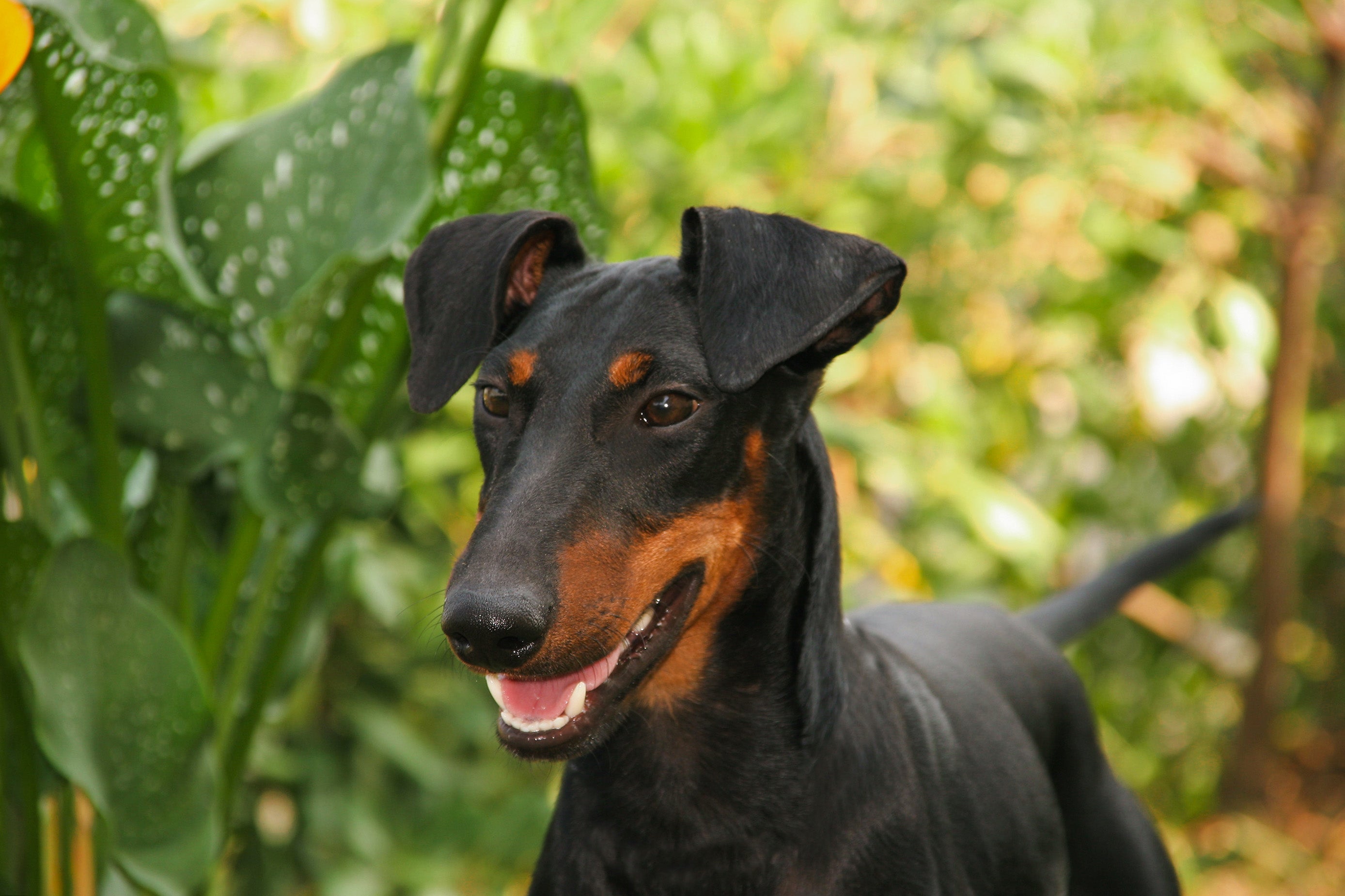 Manchester Terrier dog breed standing from the chest up walking along greenery