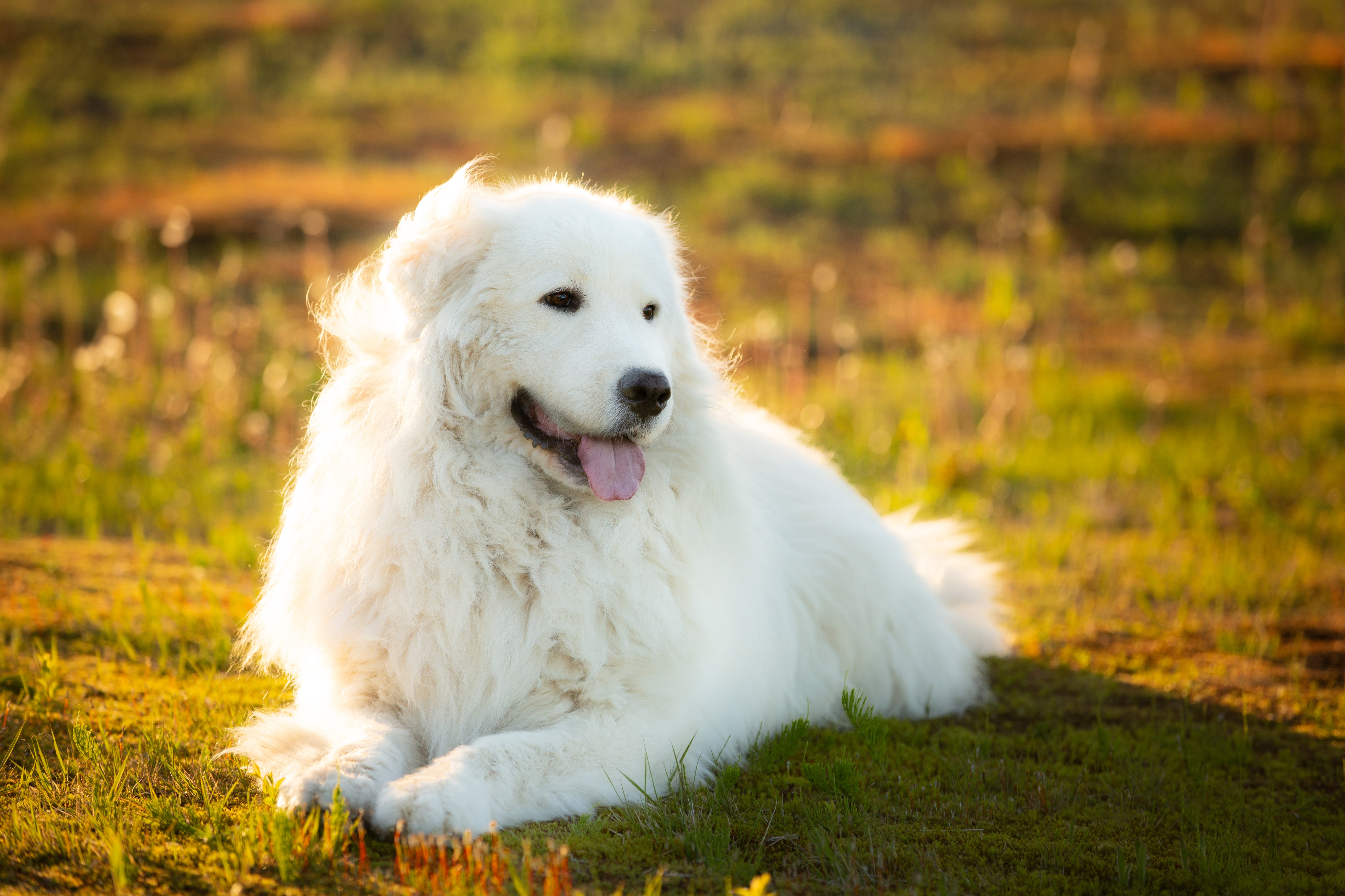 maremma sheepdog breed laying in a grassy field at sunset