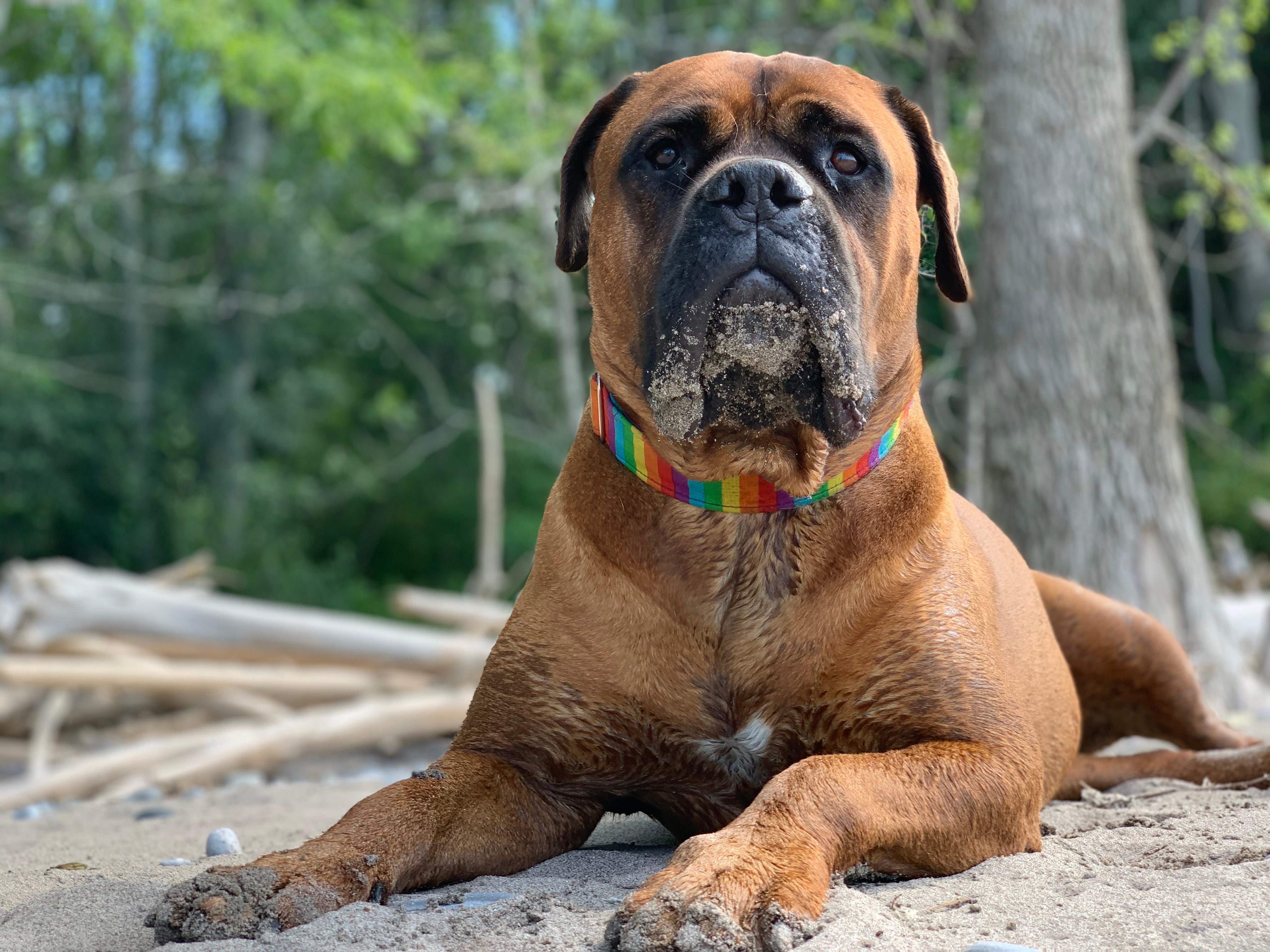 Mastiff dog breed on sand laying down with head raised and trees in the background