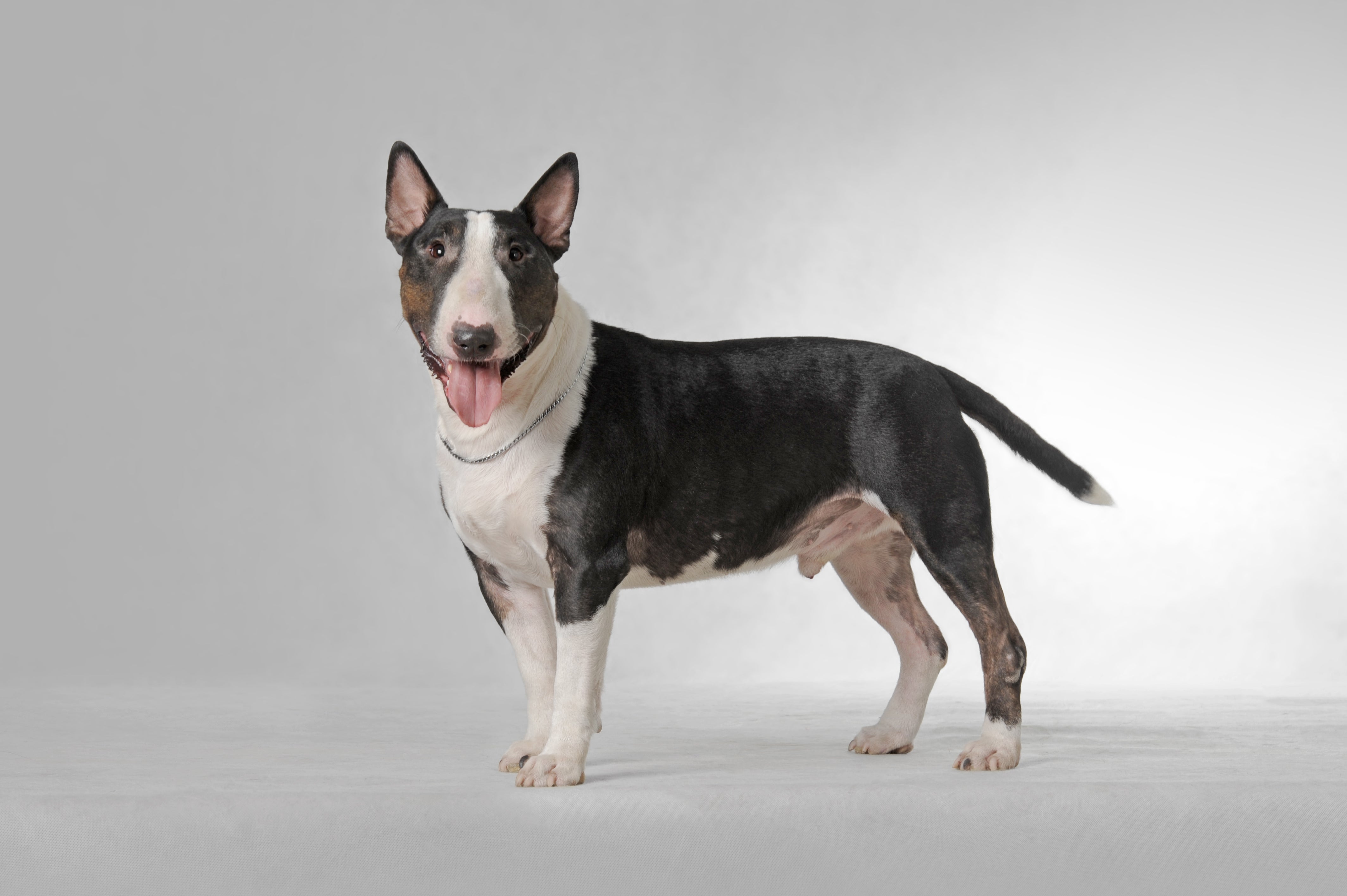 Side view of a Miniature Bull Terrier dog breed looking at the camera panting