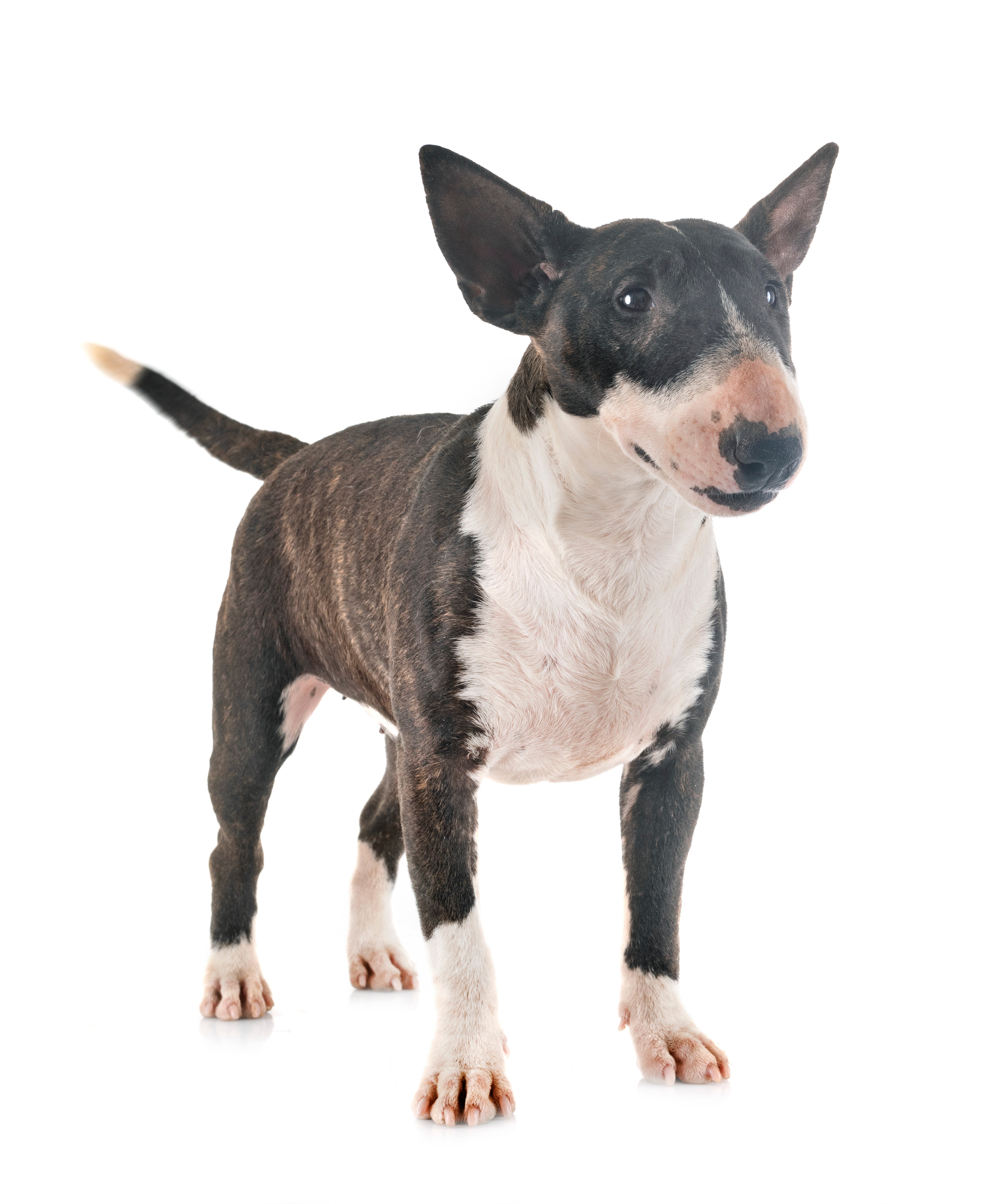 Close up of a standing Miniature Bull Terrier dog breed with tail up against a white background