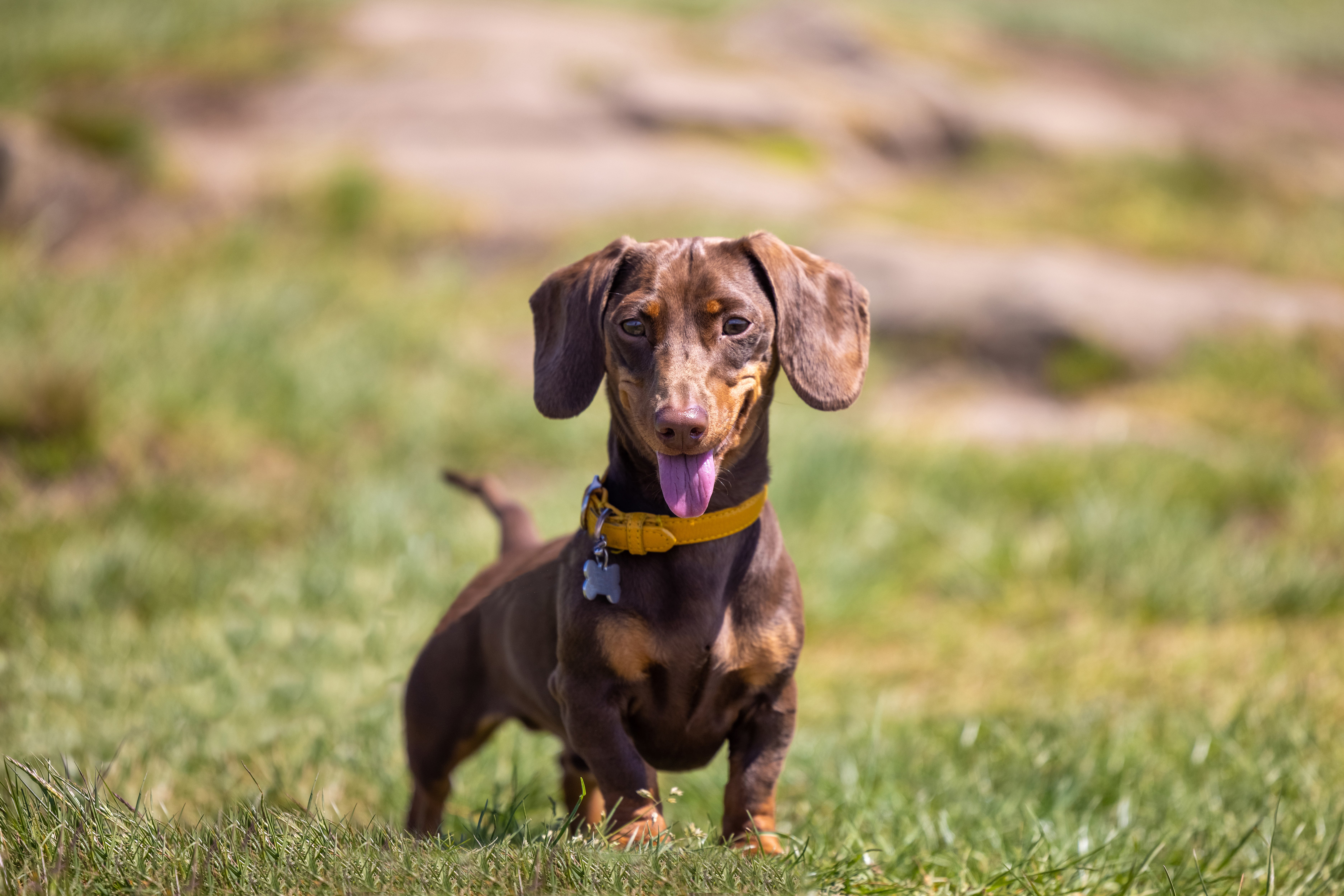 Miniature Dachshund dog breed standing panting on the grass