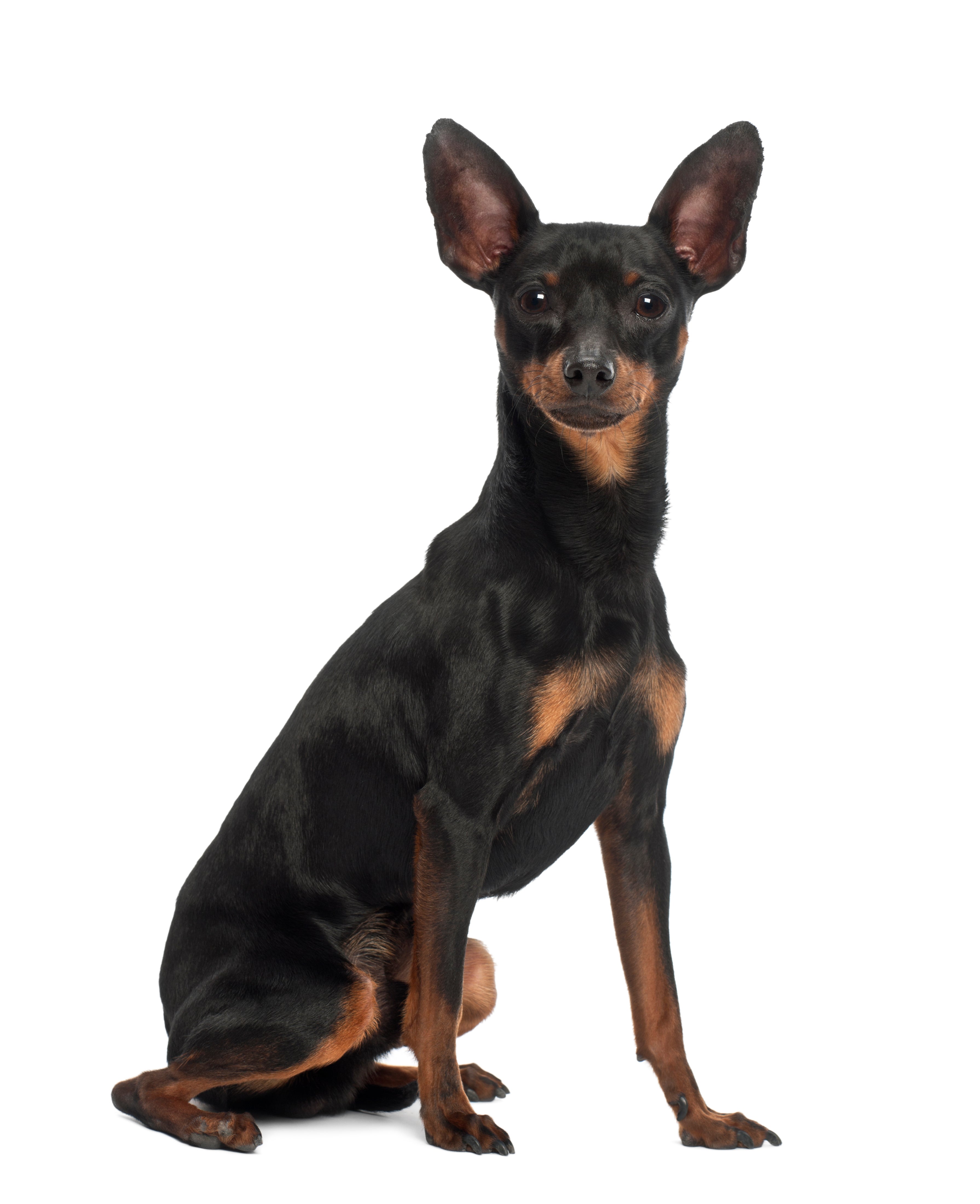 Side profile of Miniature Pinscher dog breed sitting in front of a white background