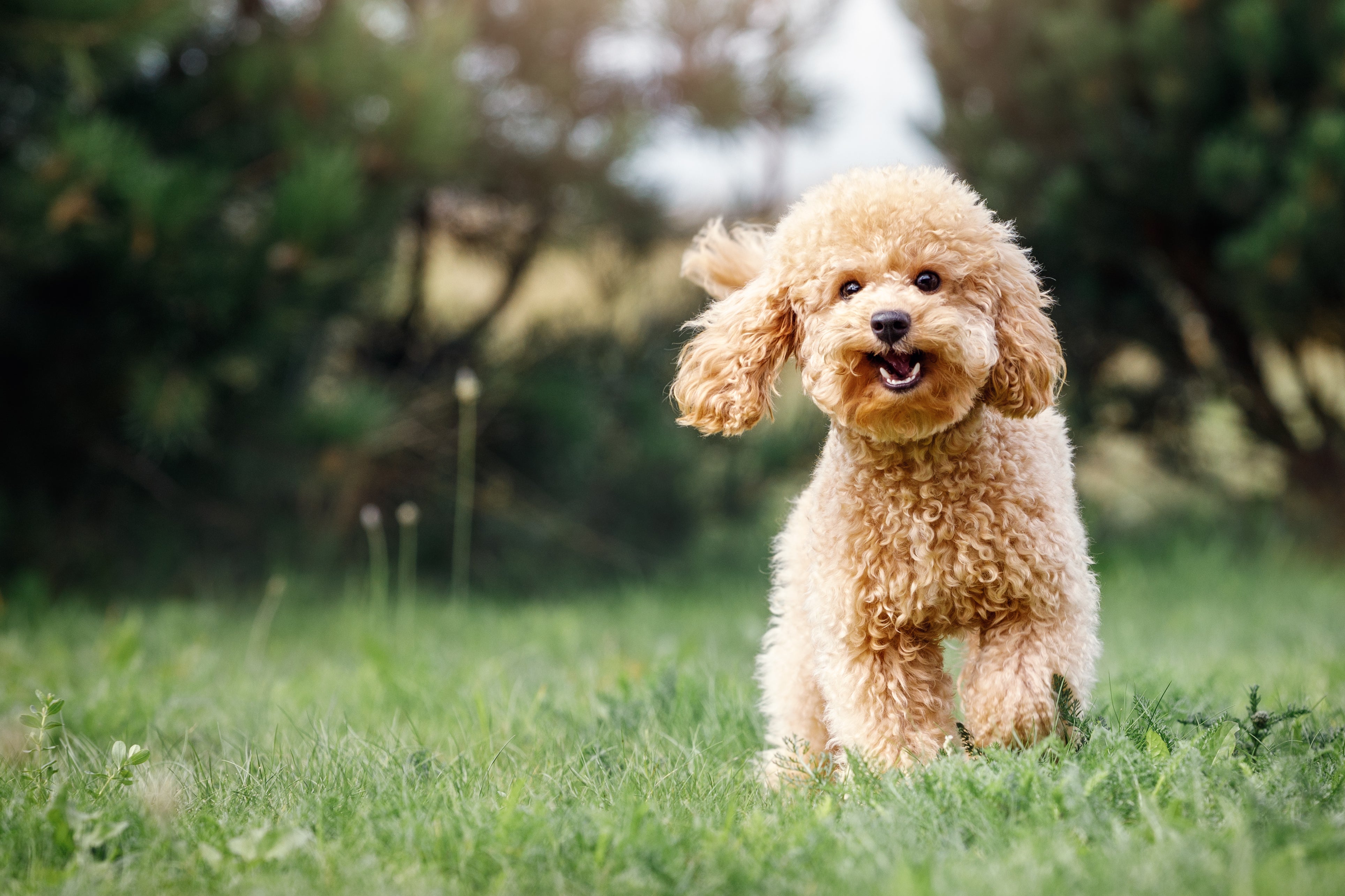 Miniature Poodle dog breed puppy having fun running across grass with trees in background