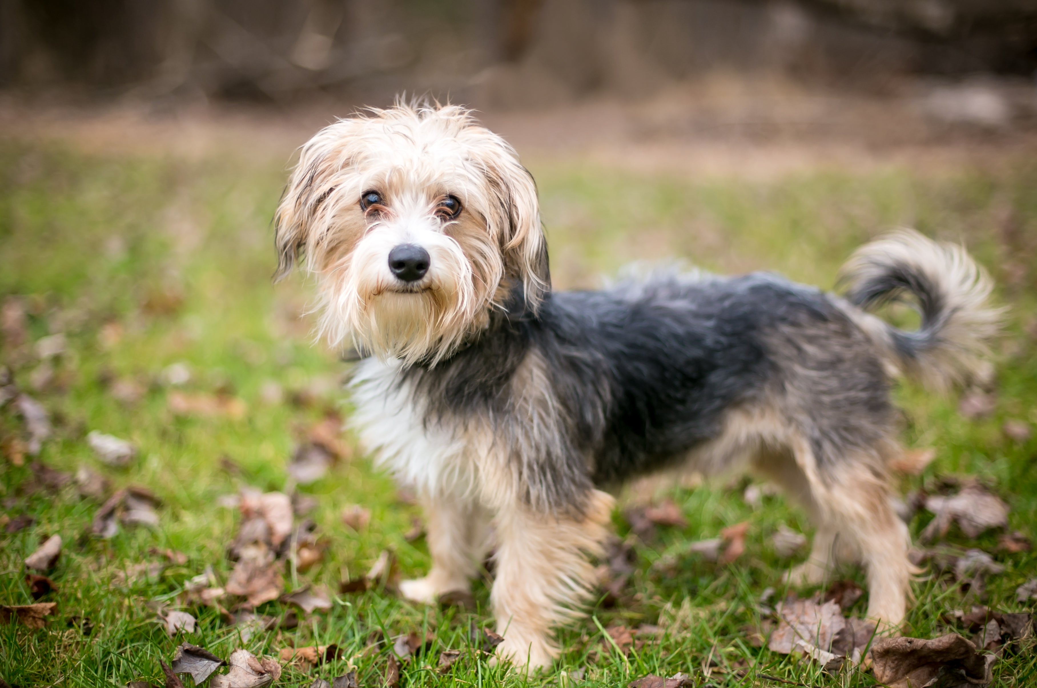 Side profile of Morkie dog breed standing in the grass scattered with leaves