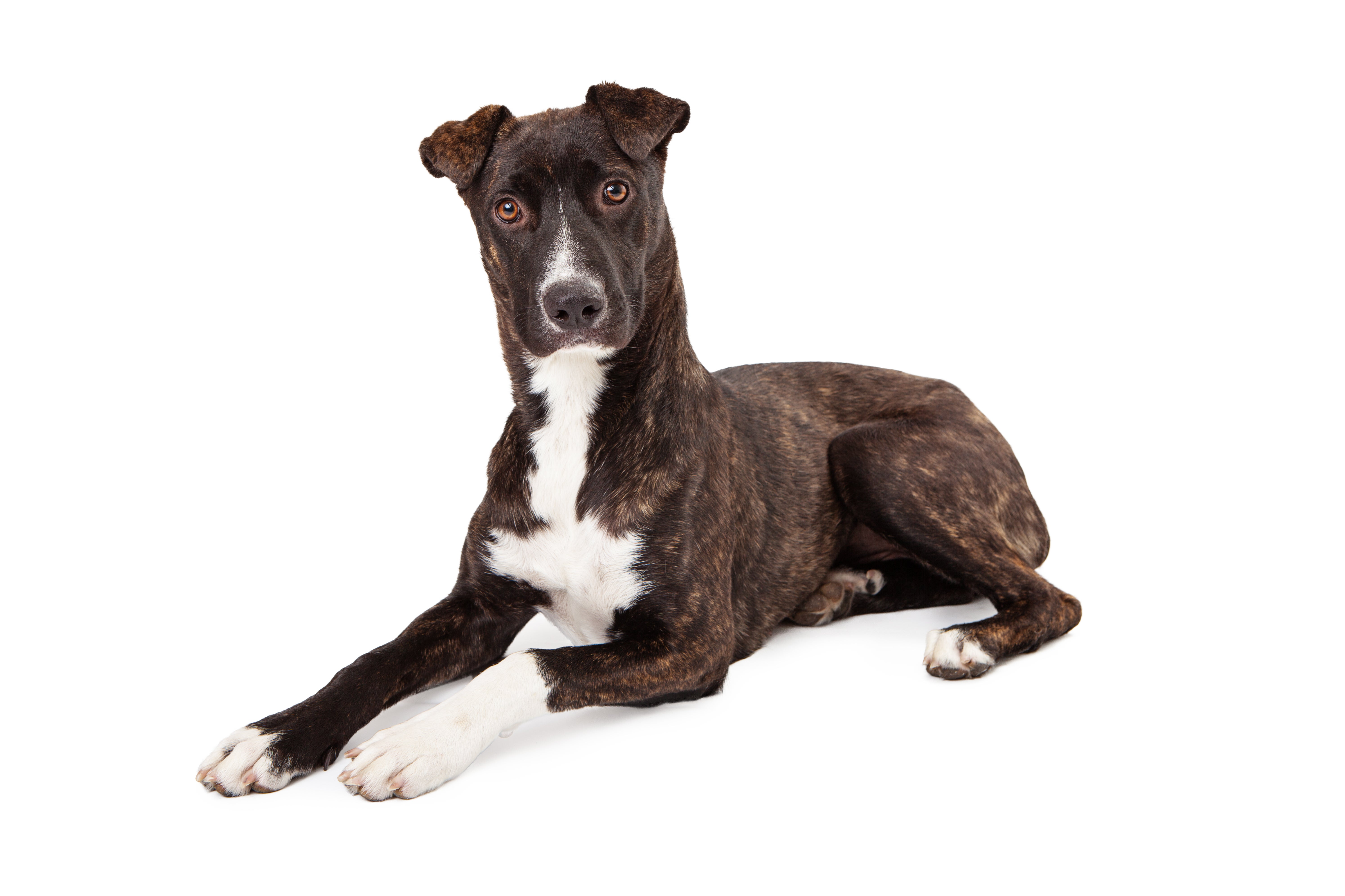 Laying Mountain Cur dog breed with front paws stretched against a white background