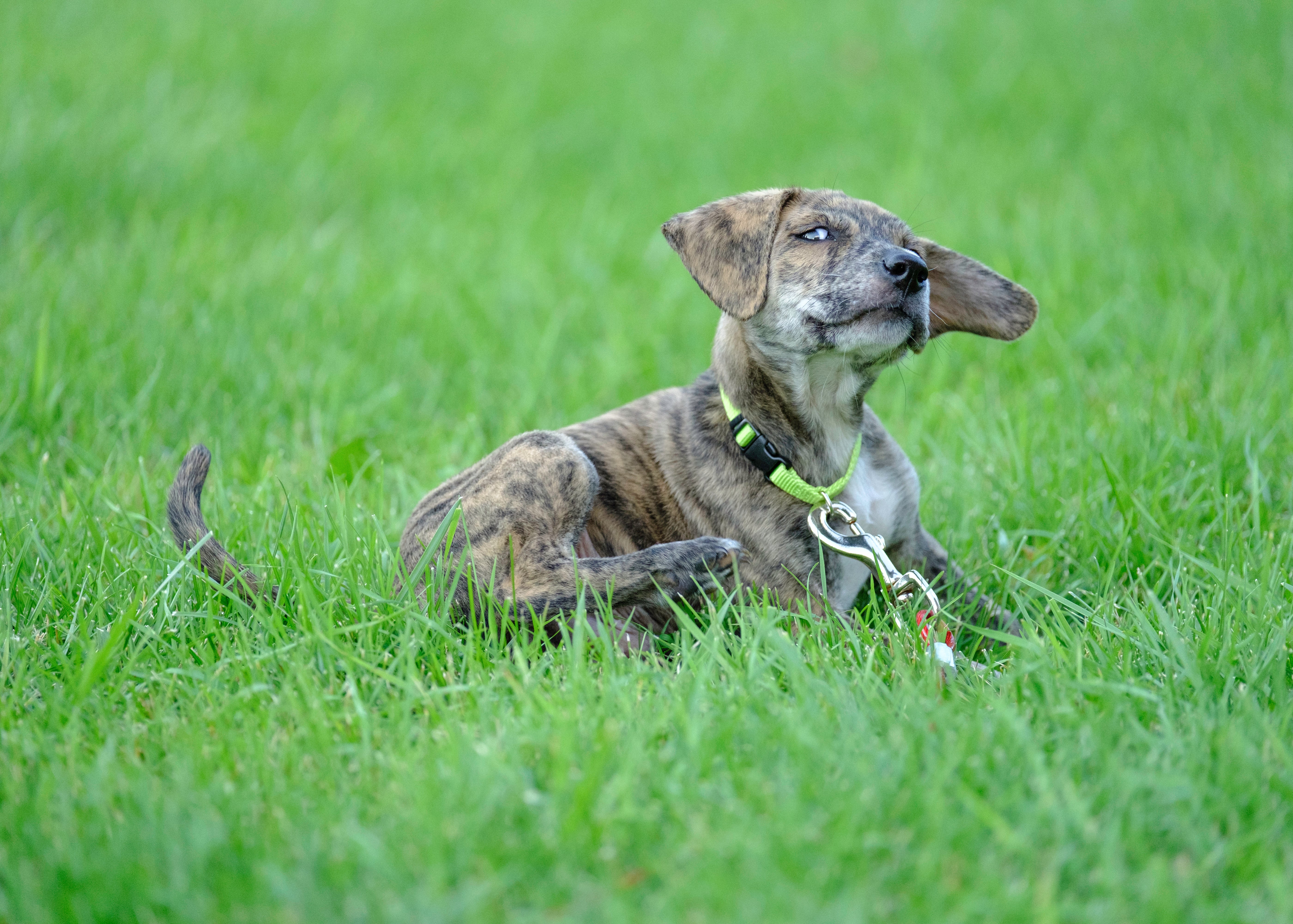 Mountain Cur dog breed puppy laying in the green grass