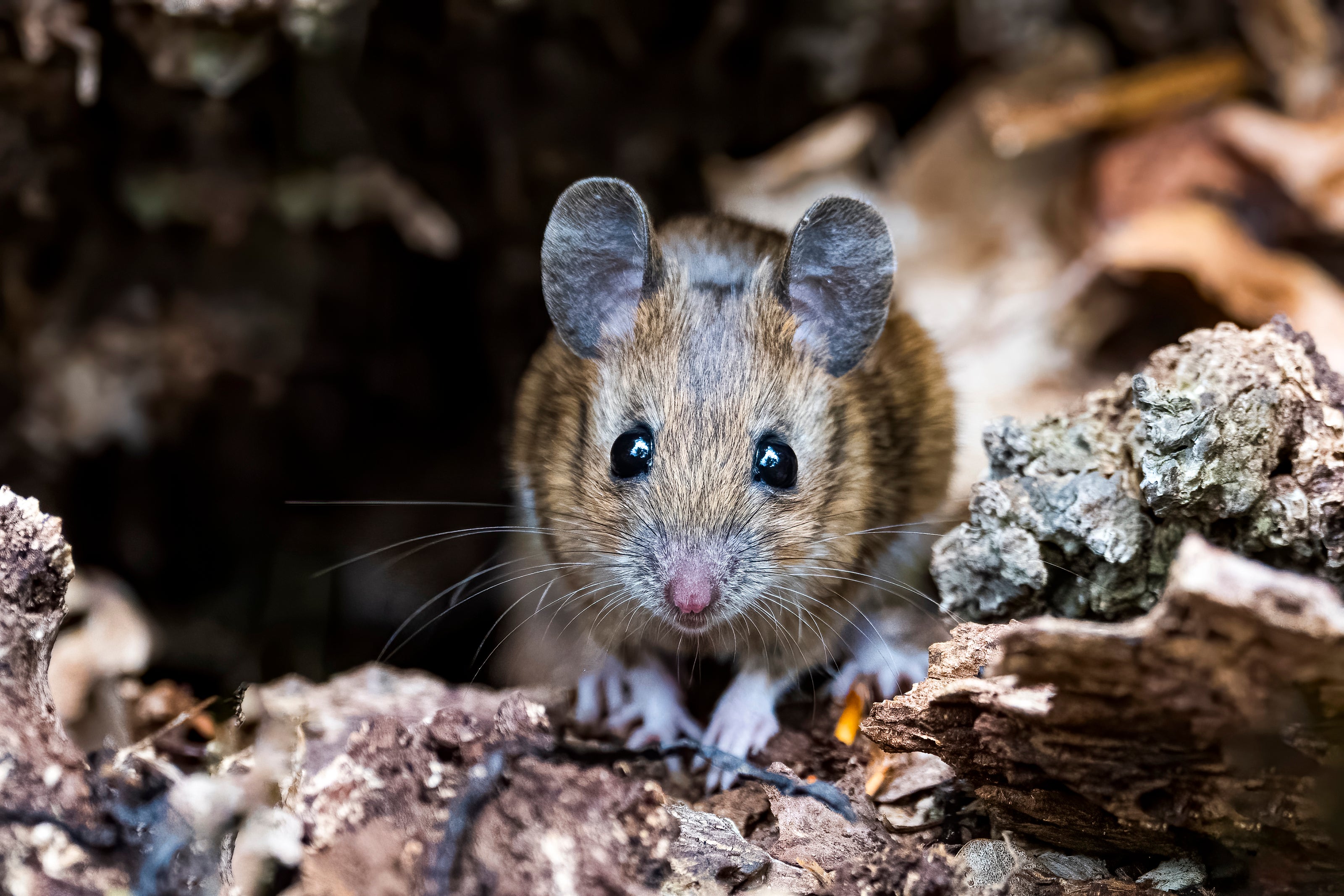 Mouse hiding int the leaves