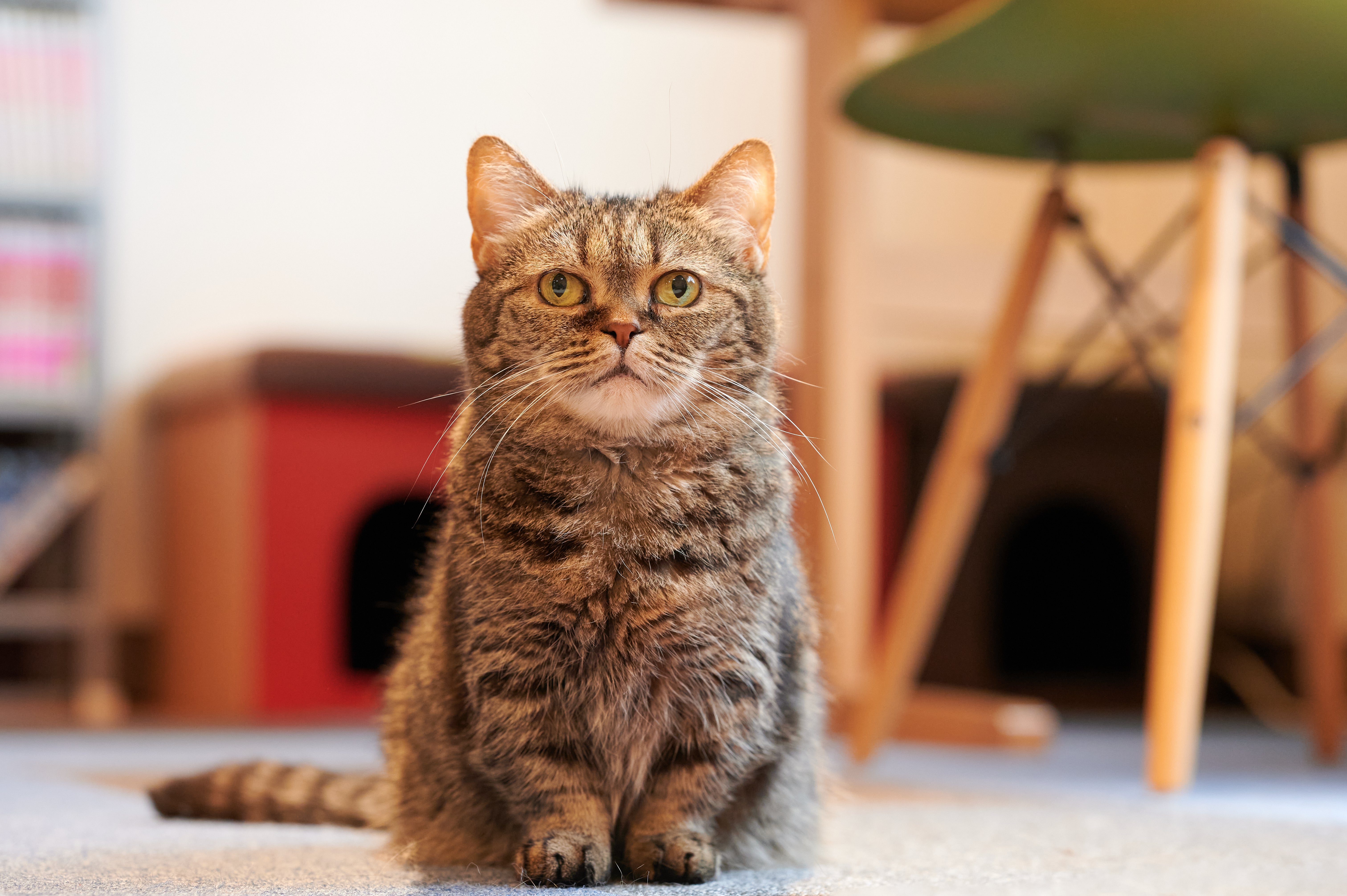 Munchkin cat breed sitting near a chair