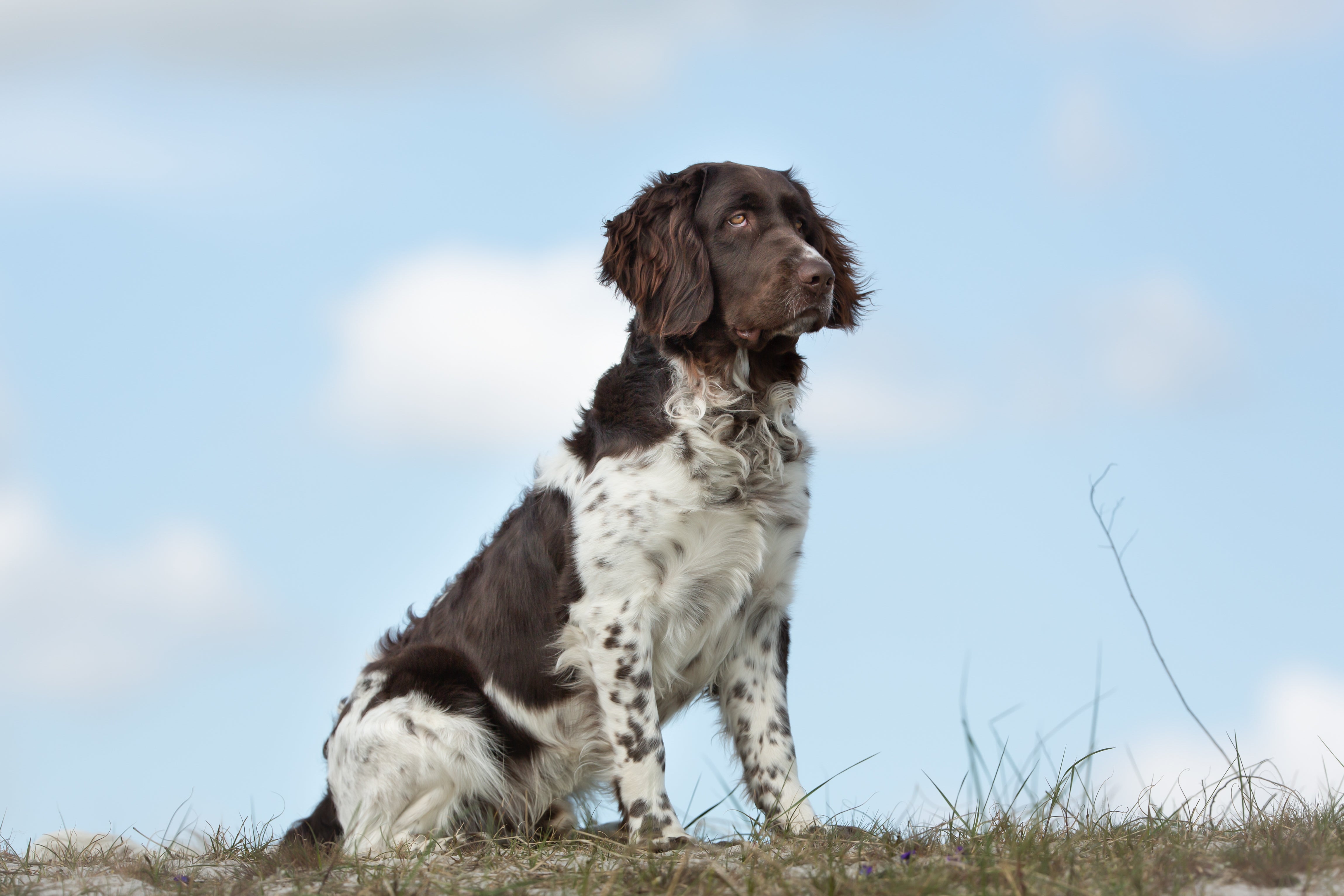 Sitting side view of a Munsterlander dog breed with blue sky in background