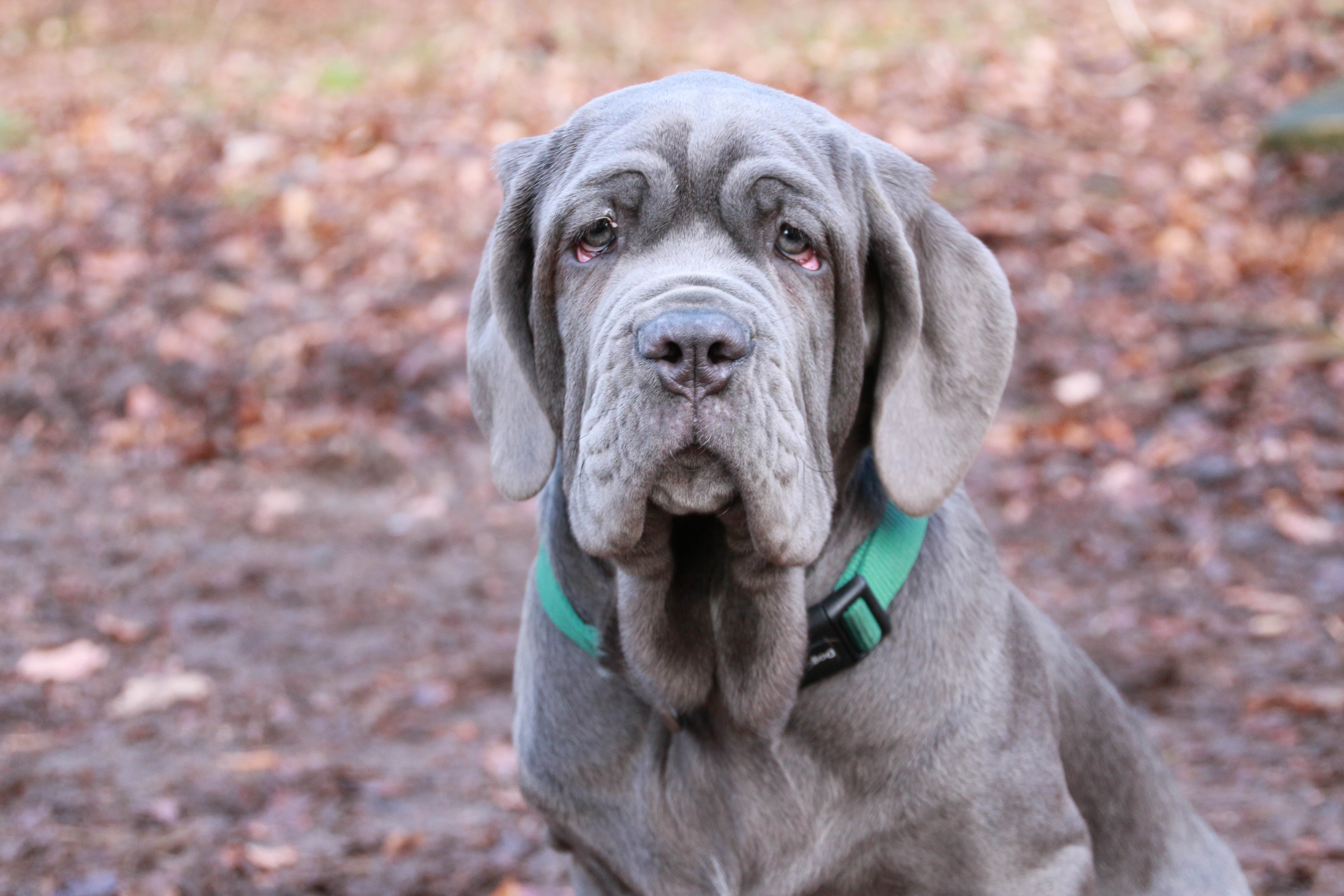 Neapolitan Mastiff