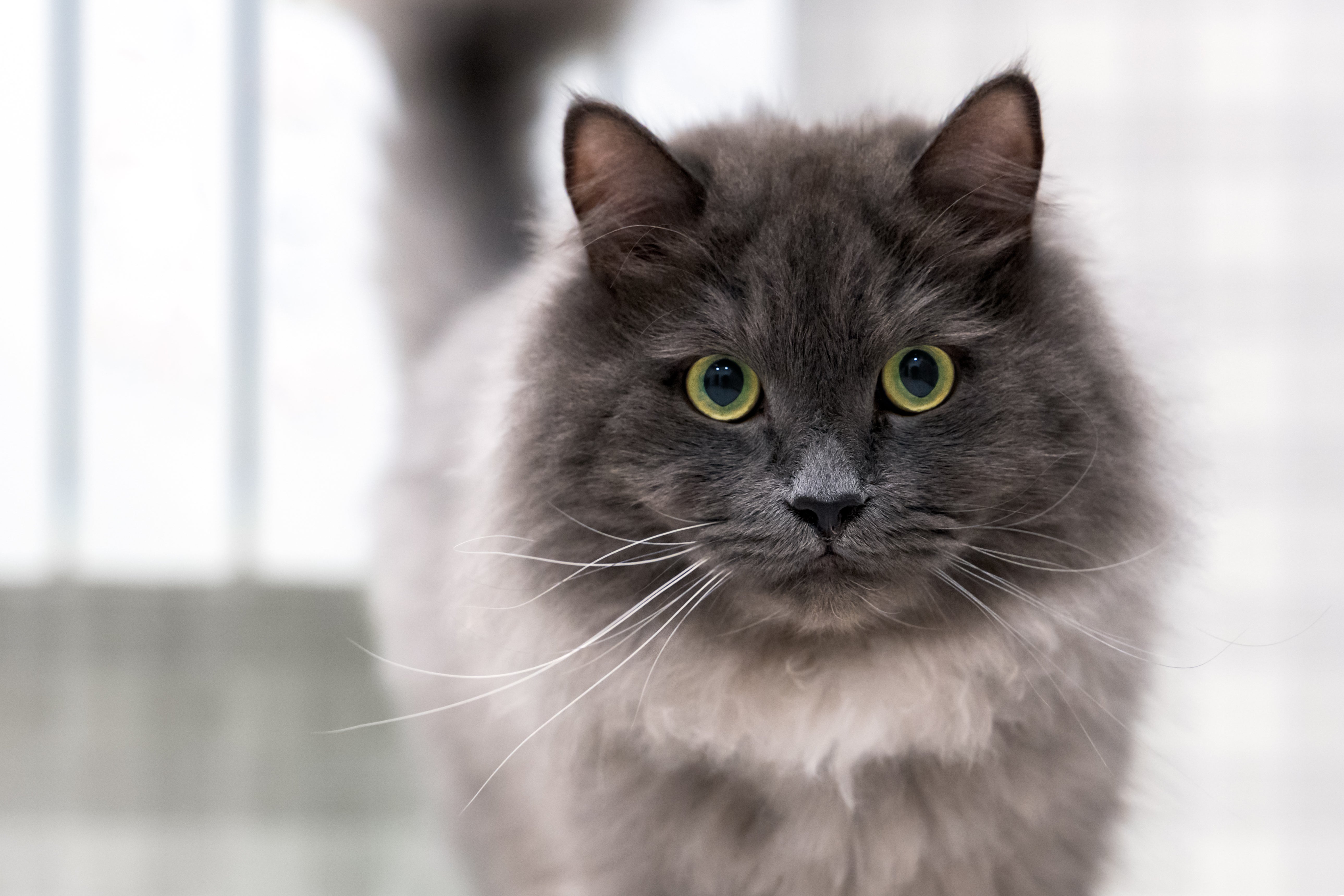 face of nebelung cat breed with green eyes looking forward in a bright room