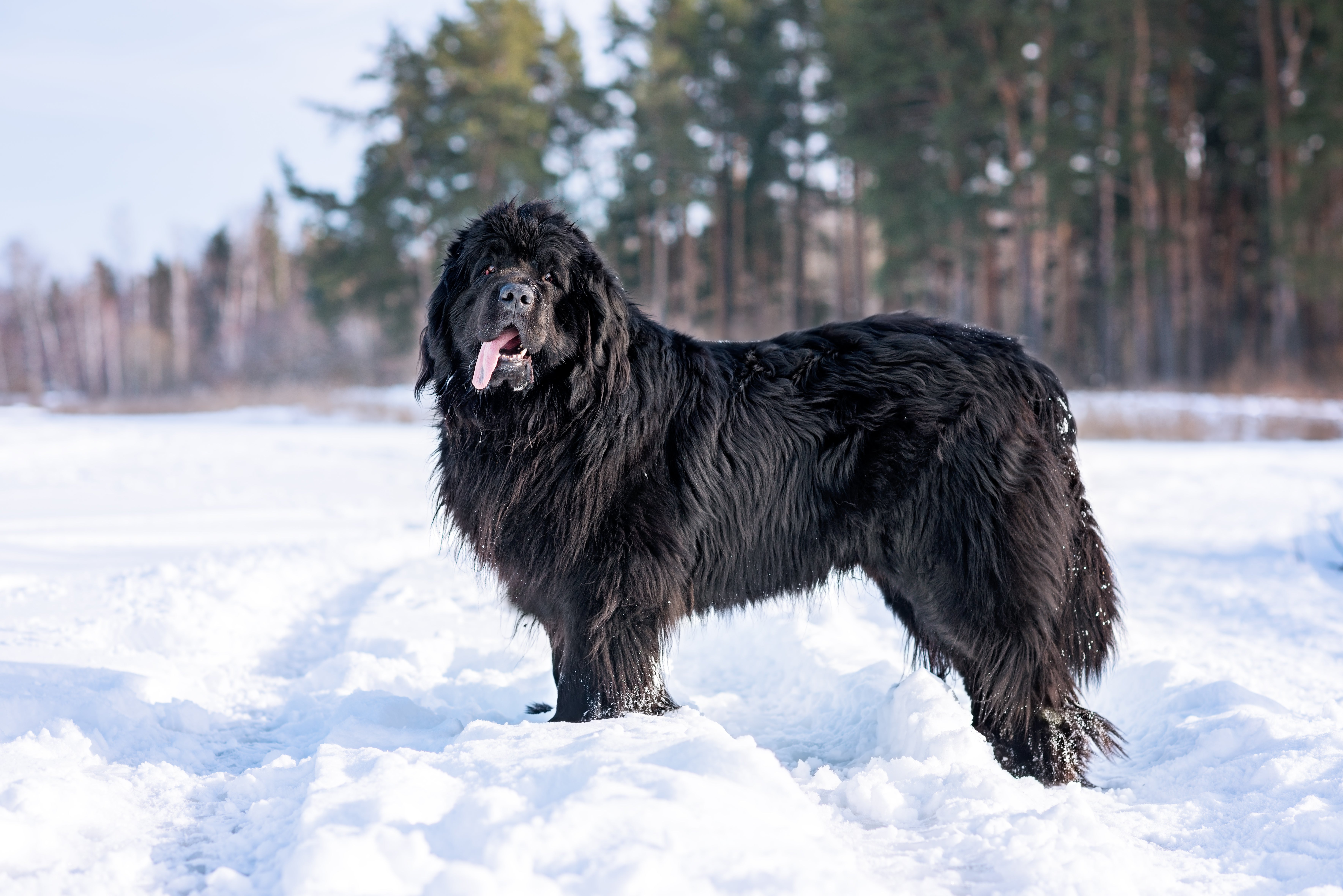 Newfoundland dog breed standing side view in the snow with tongue hanging out