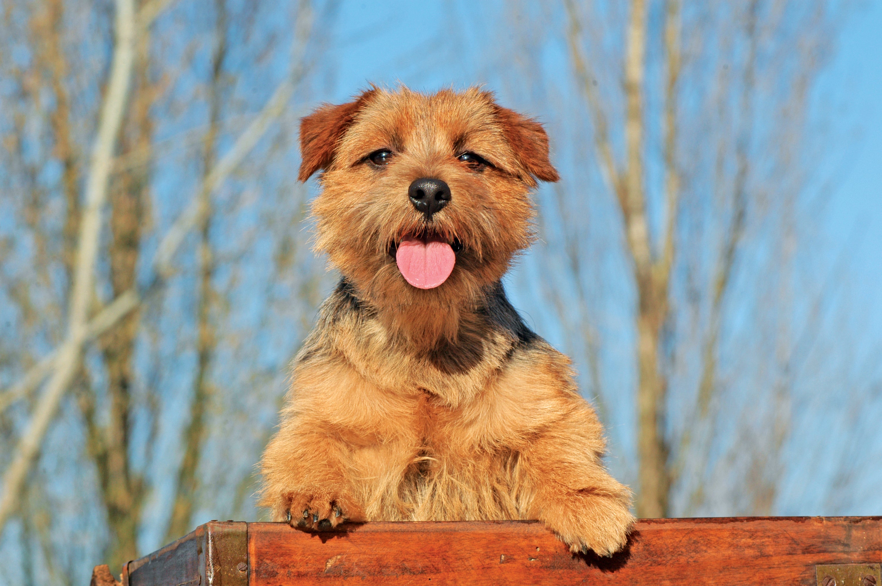 Northfolk dog Terrier outside with paws up and tongue out looking over a wood railing