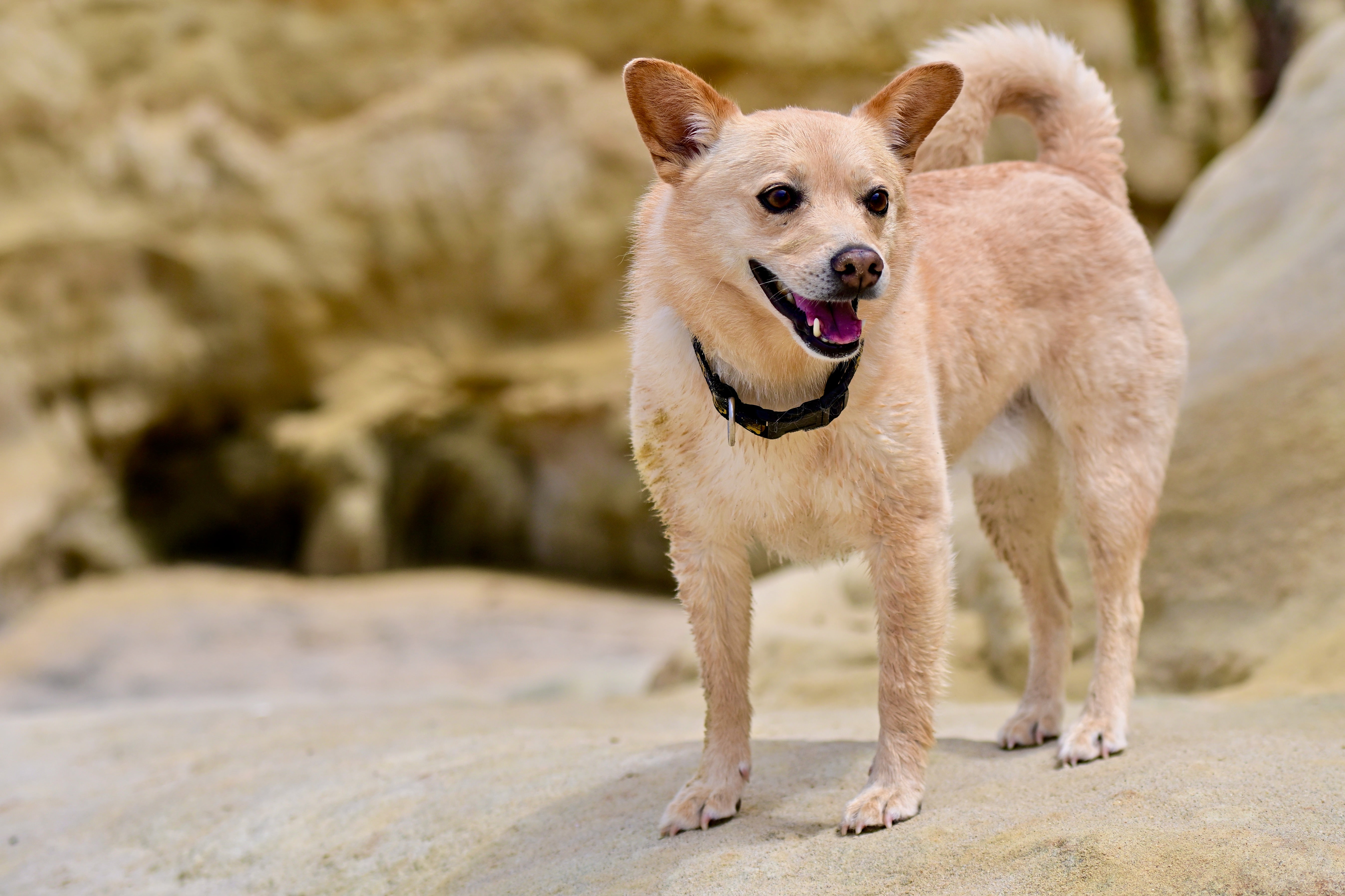 Norwegian Buhund dog breed standing on a rock outside with tail up and curled looking to the side