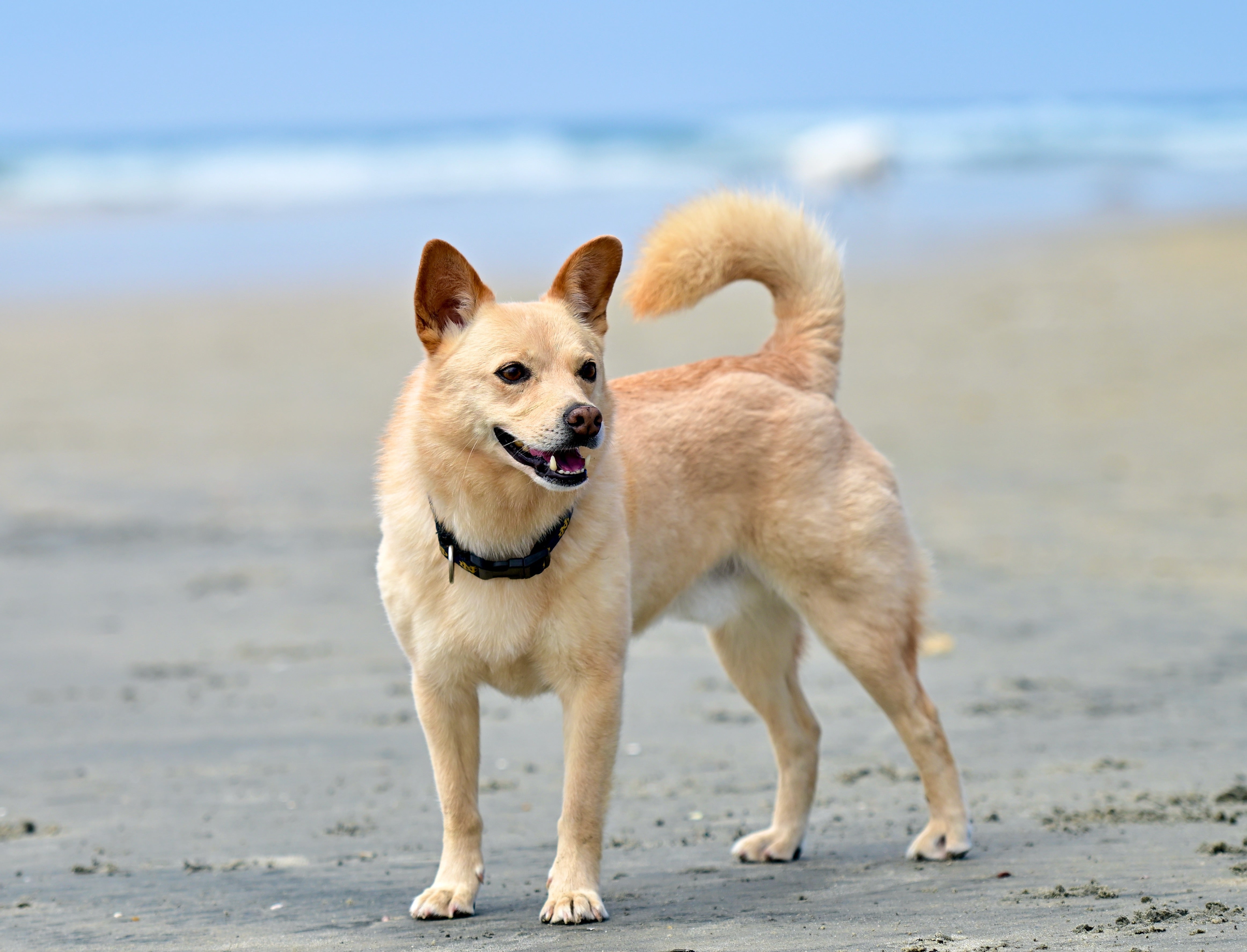 Norwegian Buhund dog breed headshot with outdoor winter snow scene in the background