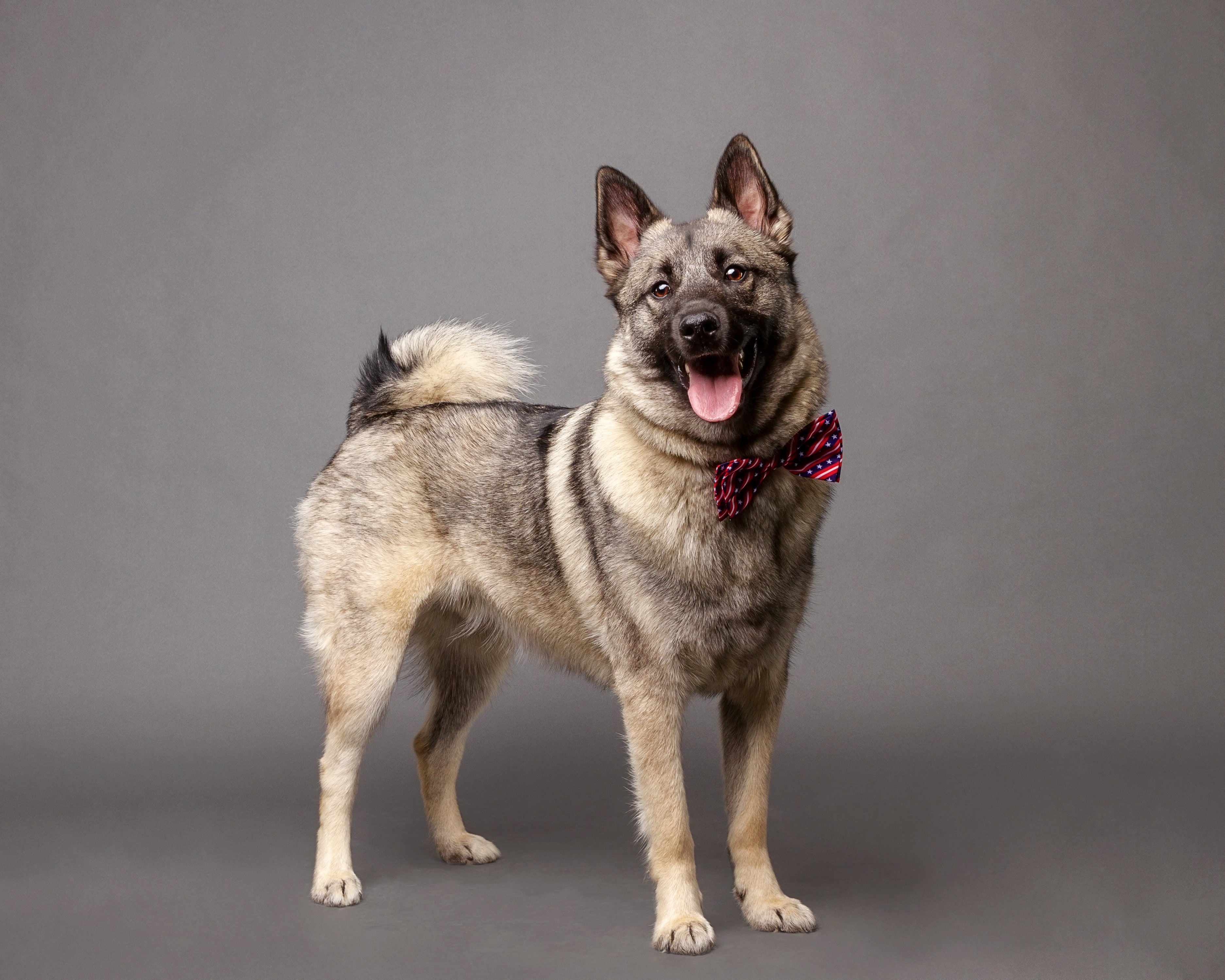 Norwegian Elkhound dog breed standing tall with tongue out wearing a bow tie