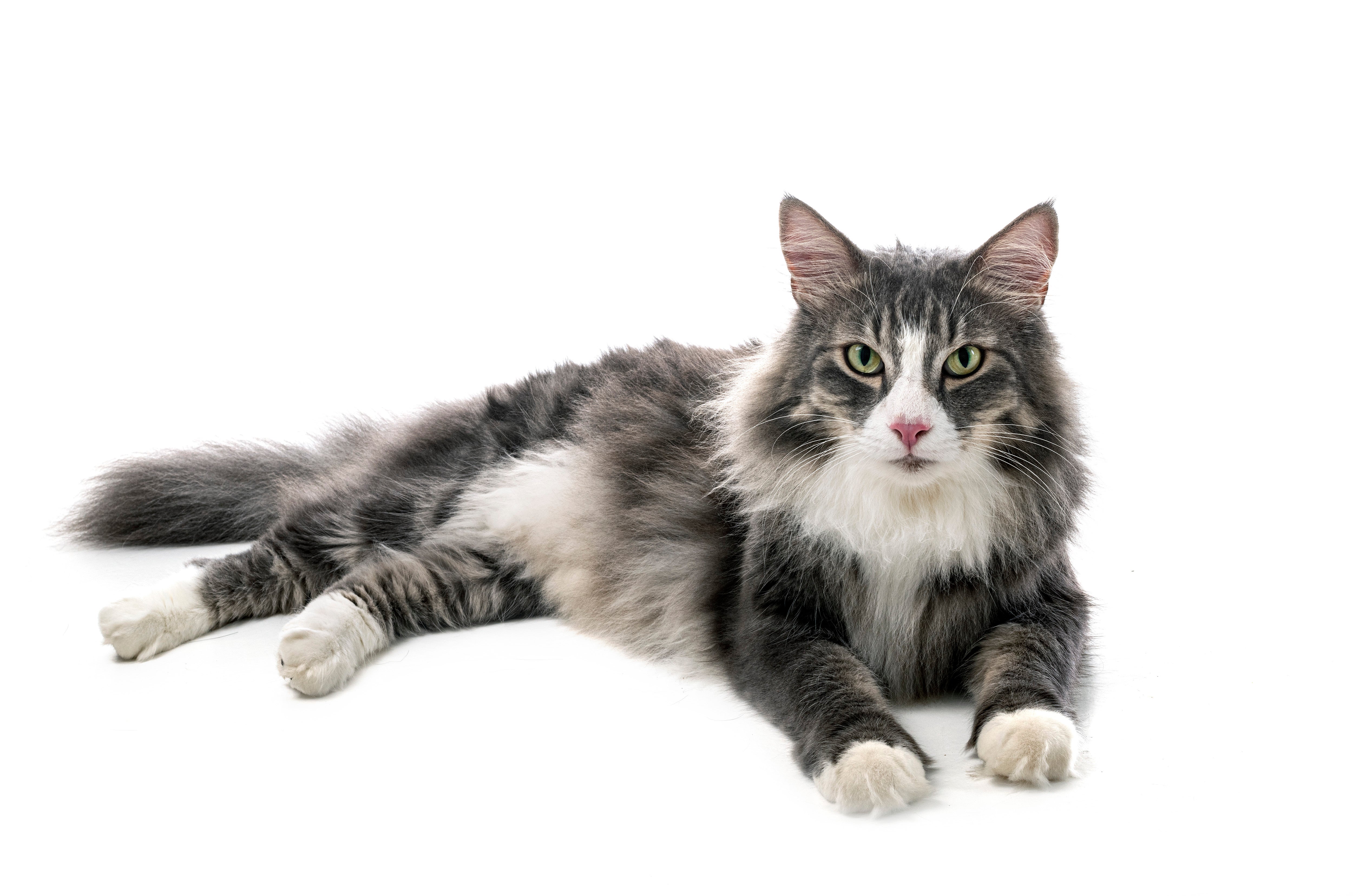 gray and white Norwegian Forest cat breed laying with paws extended against a white background