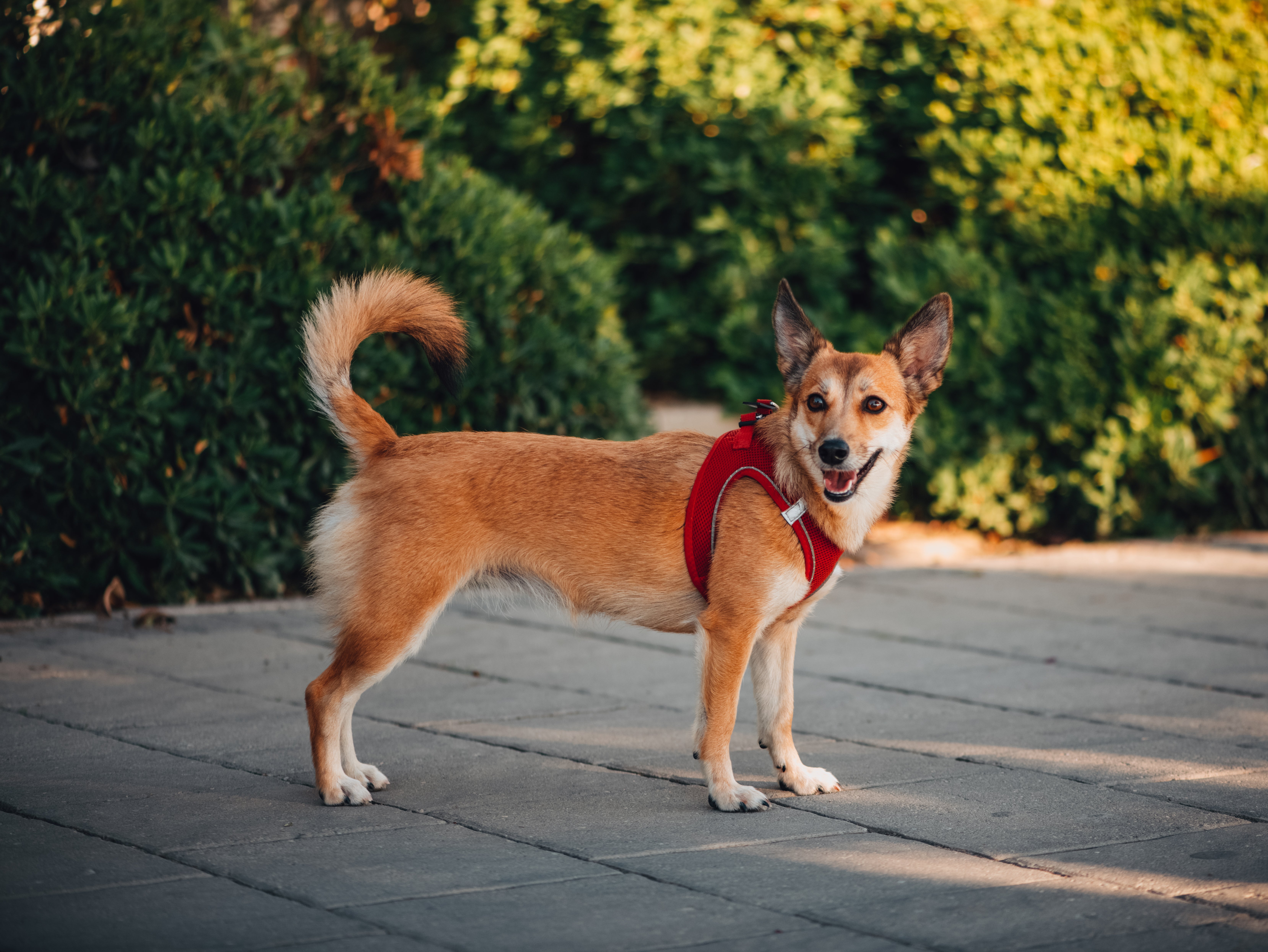 Side view of a Norwegian Lundehund dog breed outside looking to the left panting