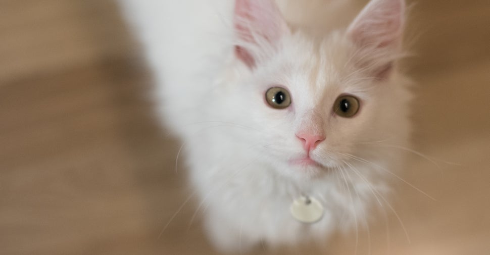 Norwegian Forest cat